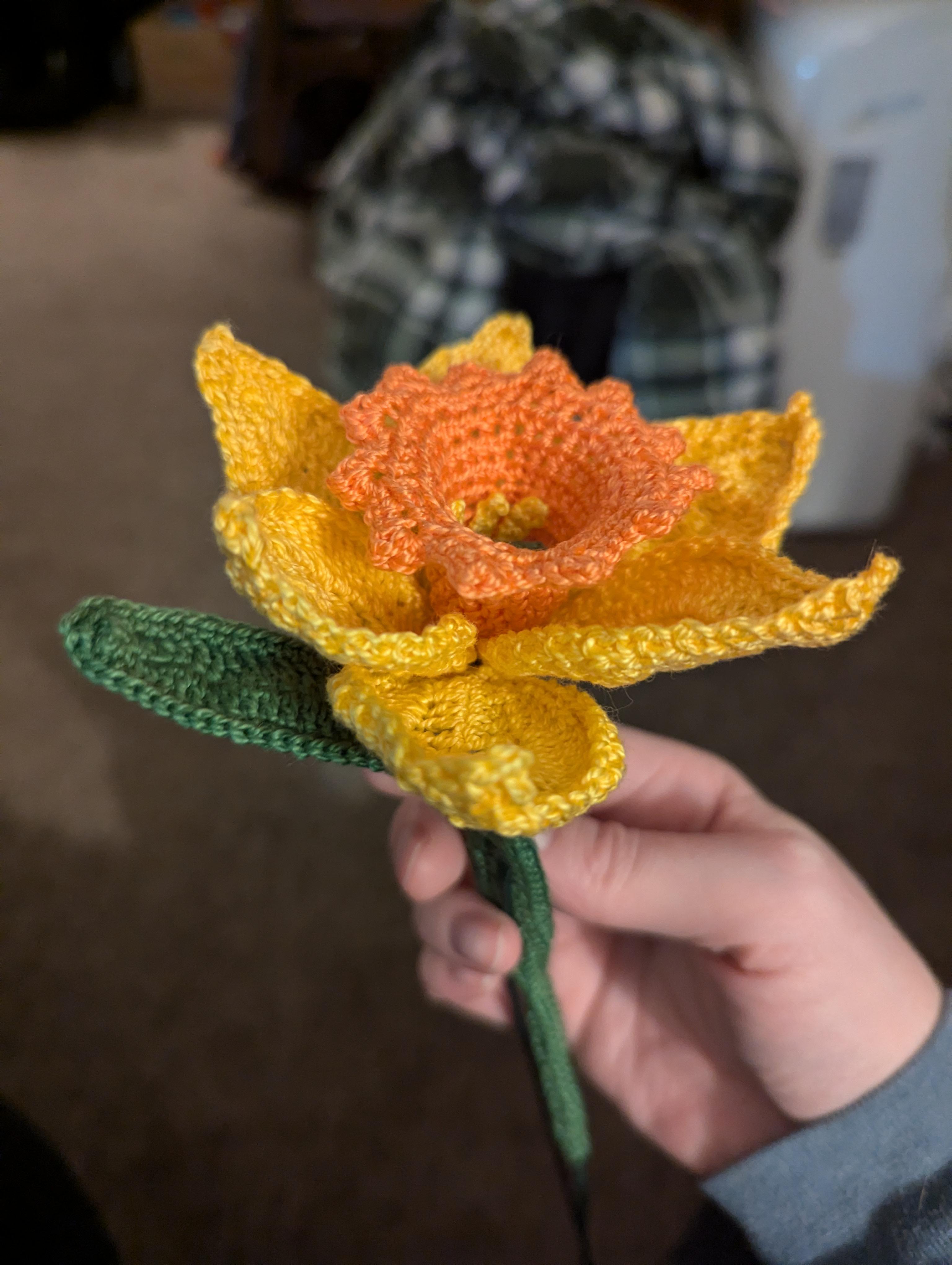 Daffodil | Scrolller