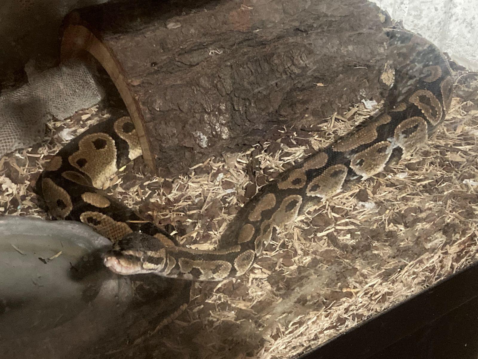 Frozen-Thawed Snake Habitat Substrate Maintenance photo