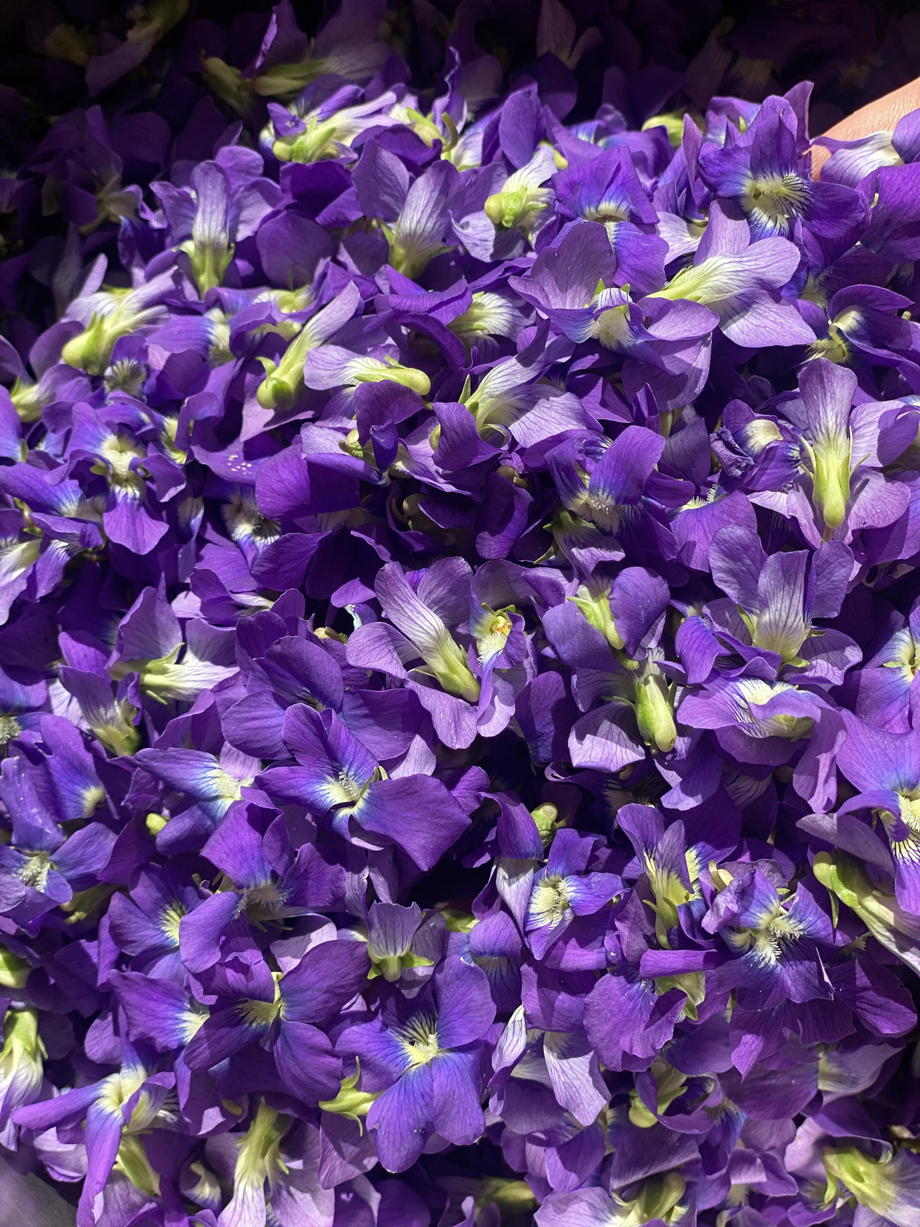 Wild violet simple syrup process from garden flowers in a metal pot to a glass bottle of purple liquid