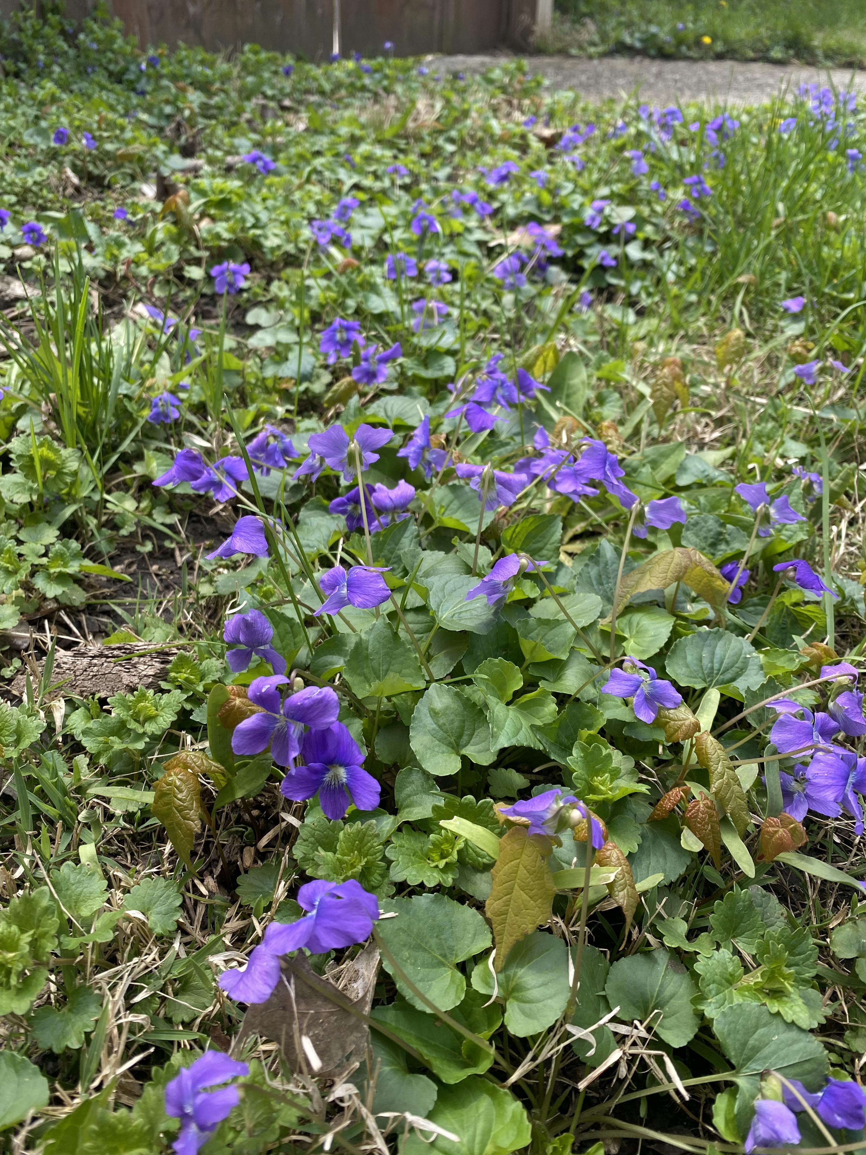 Wild violet simple syrup process from garden flowers in a metal pot to a glass bottle of purple liquid