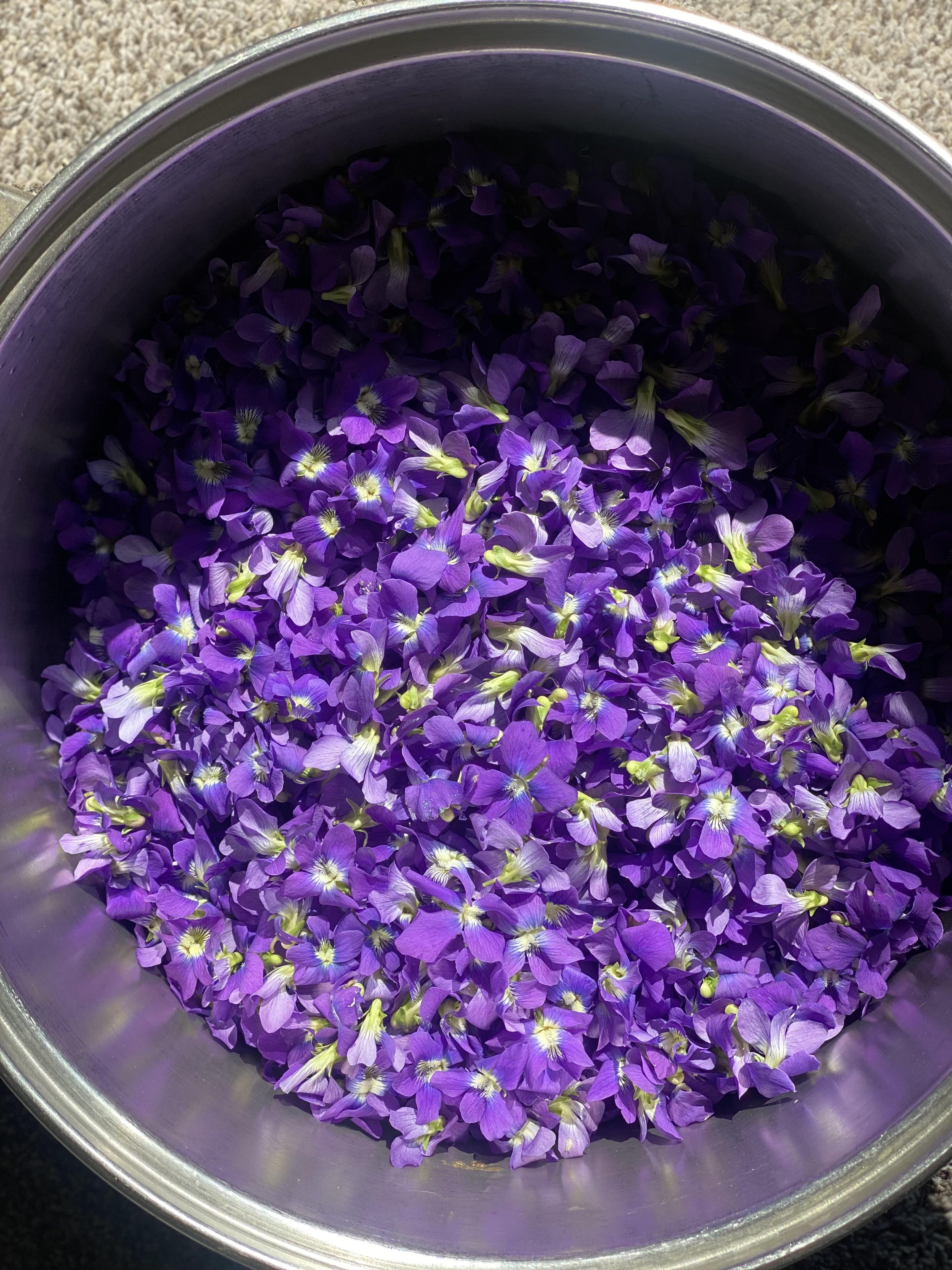 Wild violet simple syrup process from garden flowers in a metal pot to a glass bottle of purple liquid