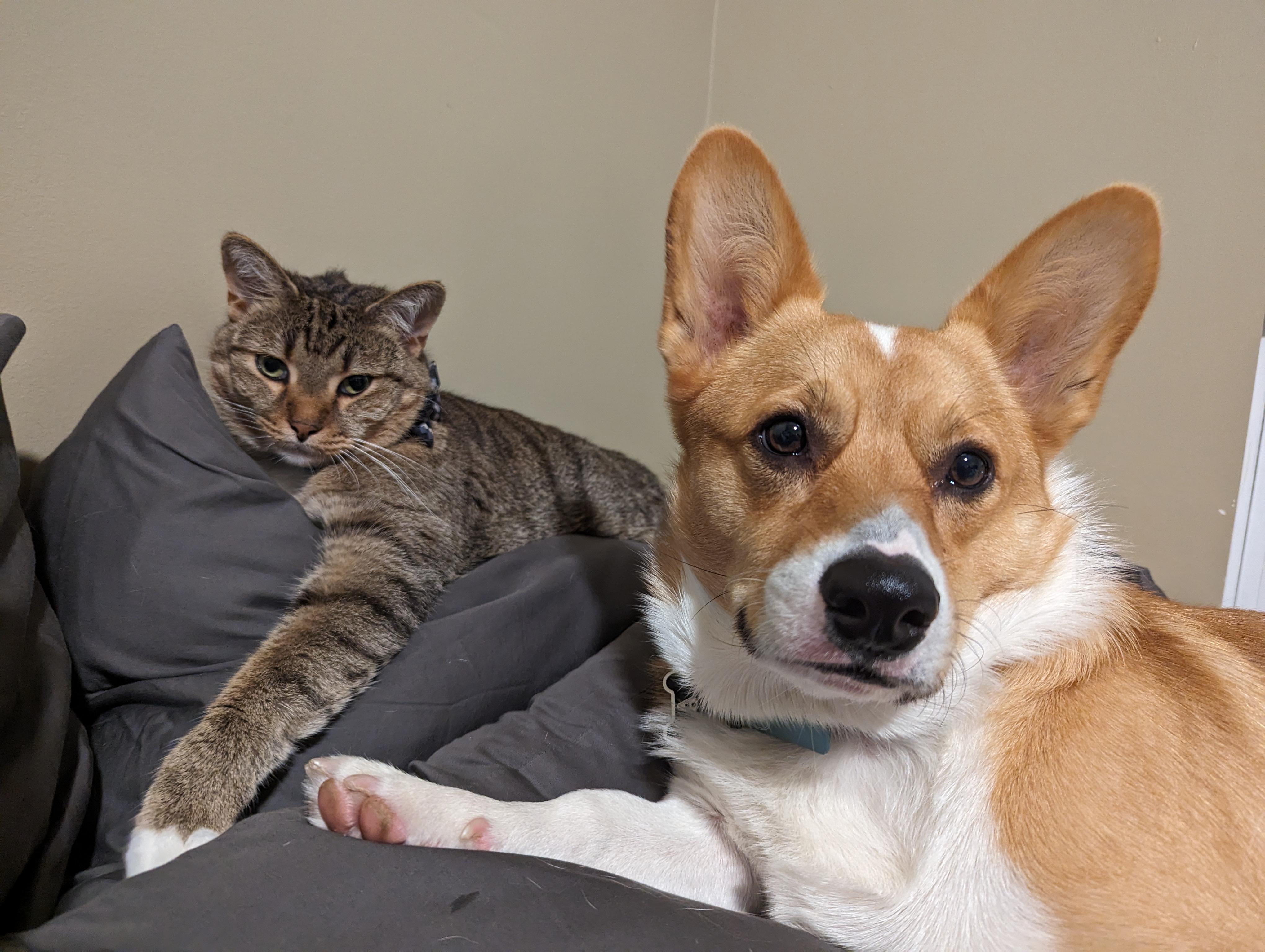 A brown and white Corgi dog and a brown tabby cat lying on grey pillows