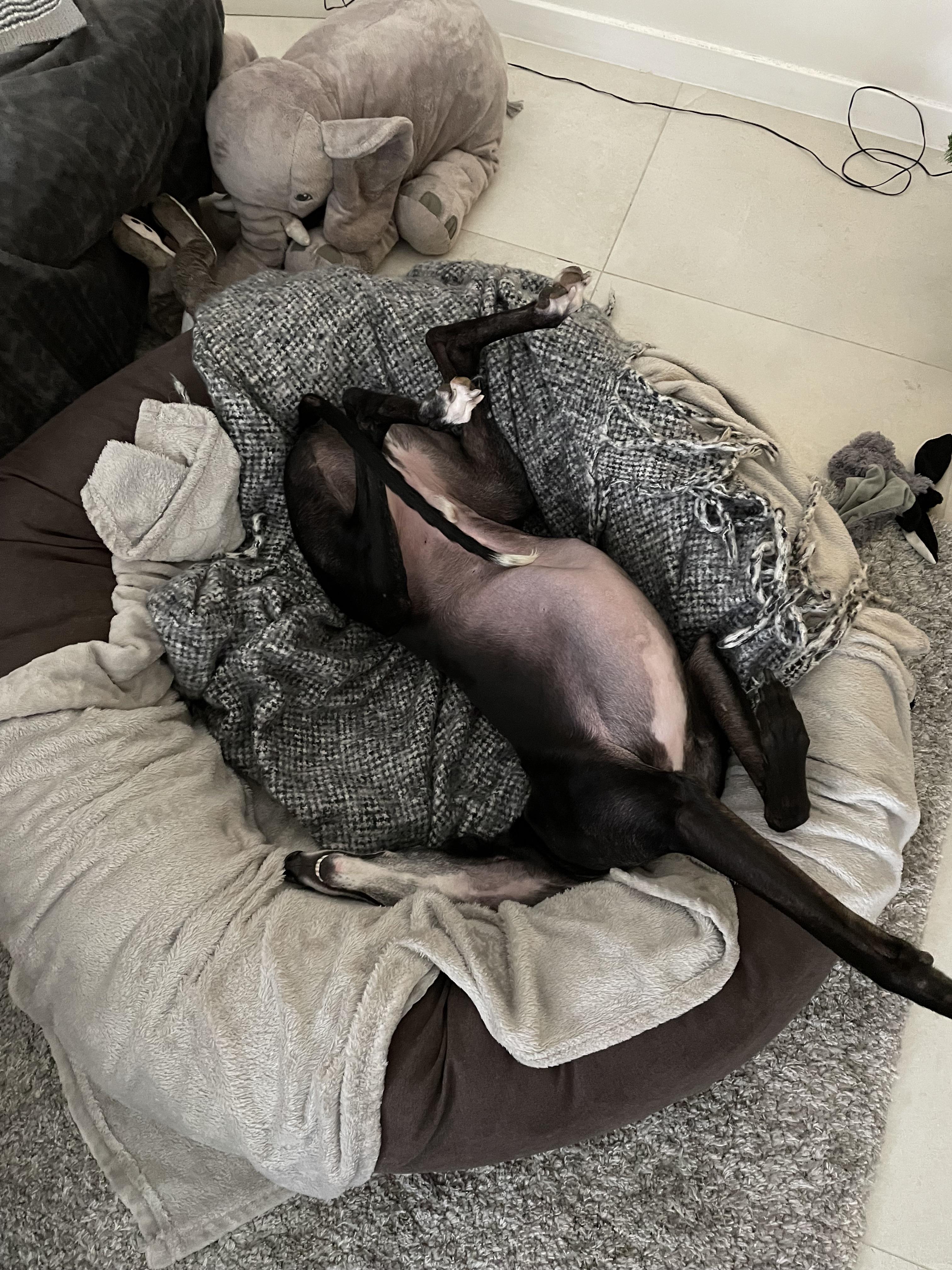 Standard Sleeping Position Scrolller