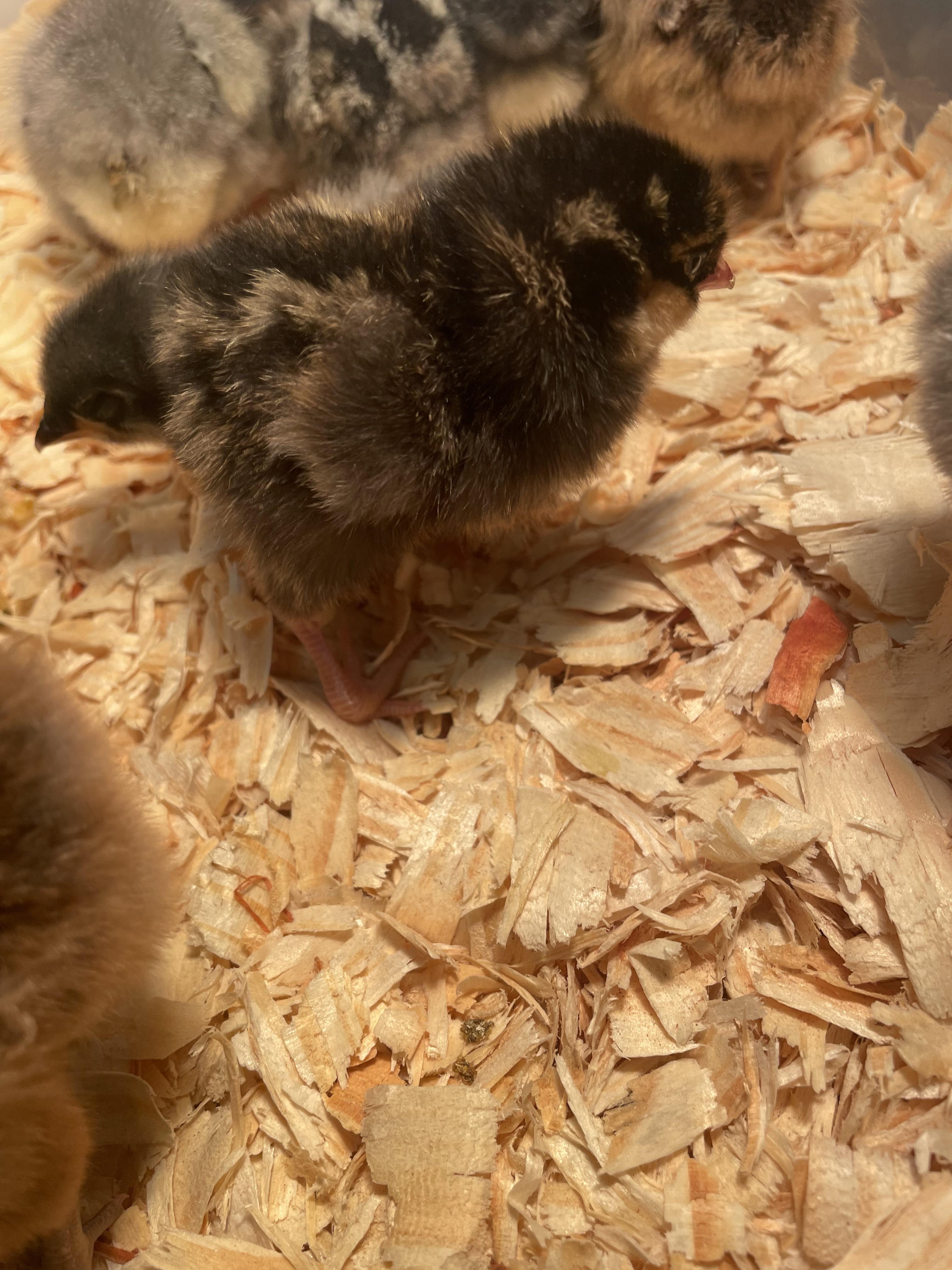 Chick Defects First timer and chick has birth defect? | Scrolller