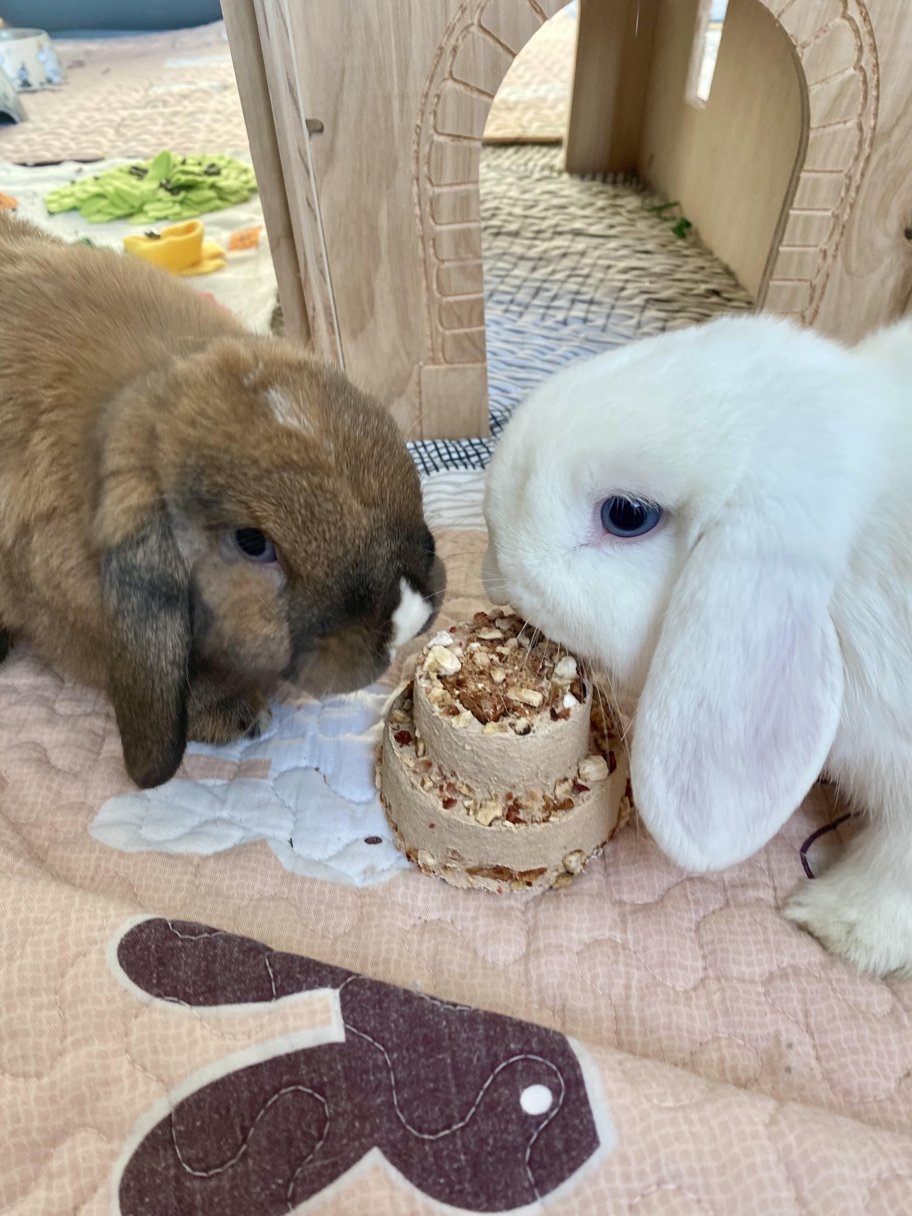 Brown and white bunny rabbits eating a tiered birthday treat cake on a patterned mat.
