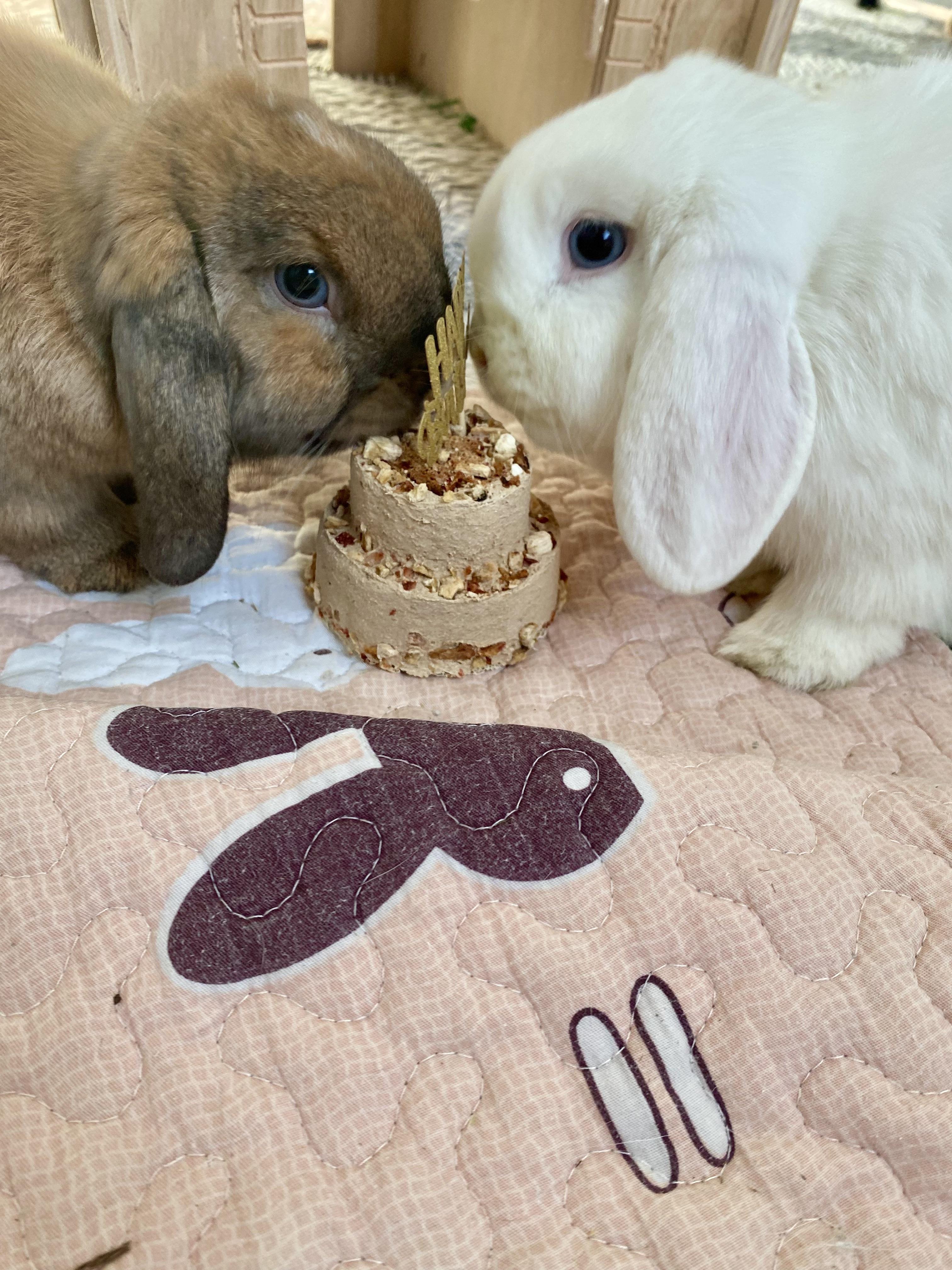 Brown and white bunny rabbits eating a tiered birthday treat cake on a patterned mat.