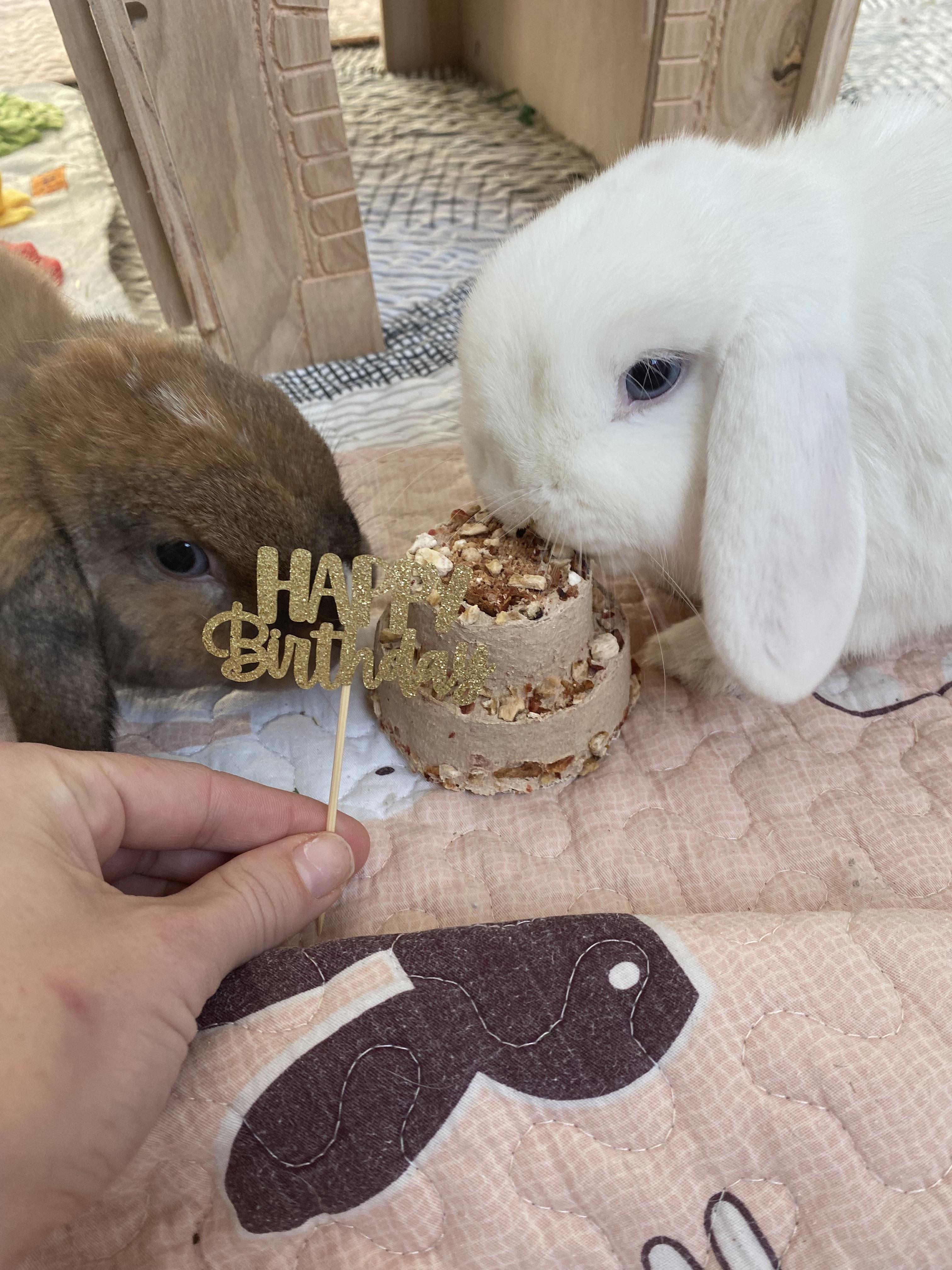Brown and white bunny rabbits eating a tiered birthday treat cake on a patterned mat.
