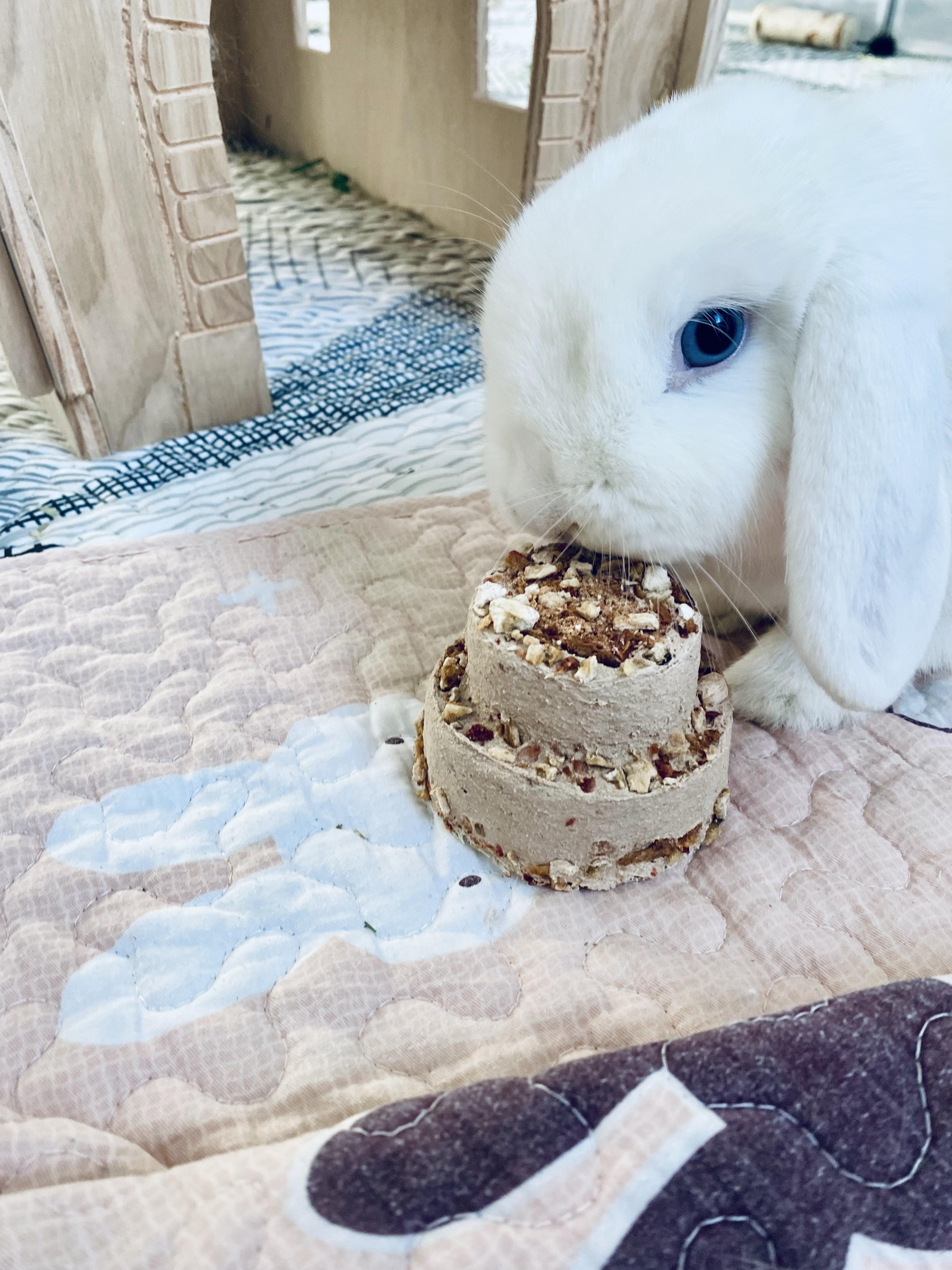 Sugar Plum turns 1 today! 🎂🎉🥳🎈🎊🎁