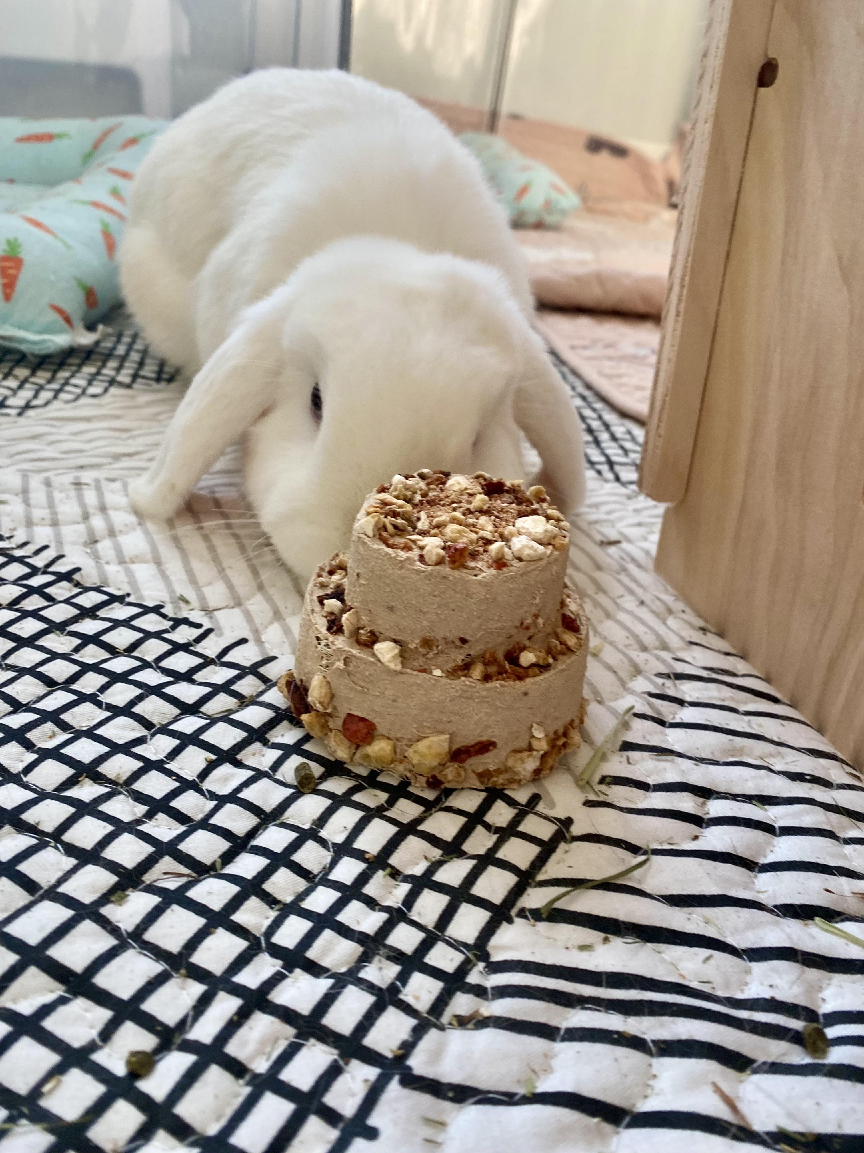 Brown and white bunny rabbits eating a tiered birthday treat cake on a patterned mat.