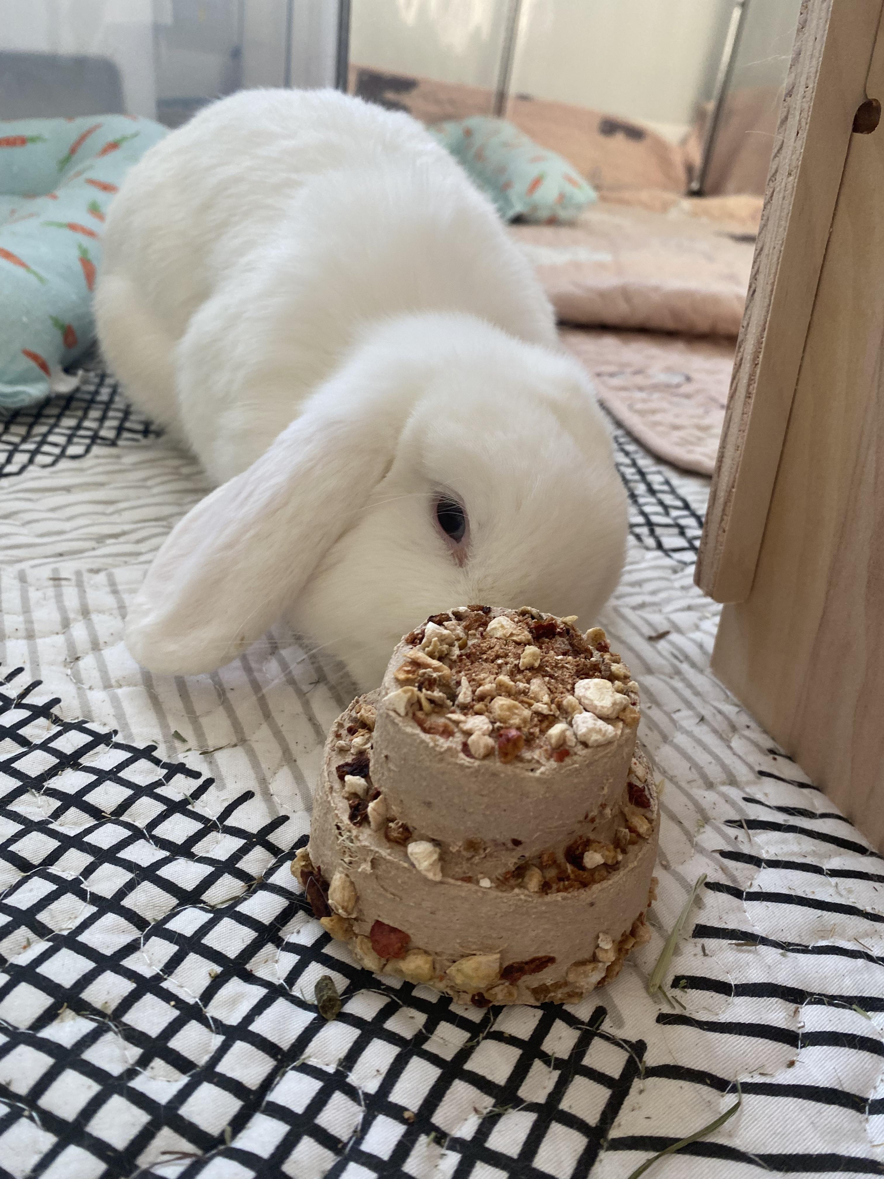 Brown and white bunny rabbits eating a tiered birthday treat cake on a patterned mat.