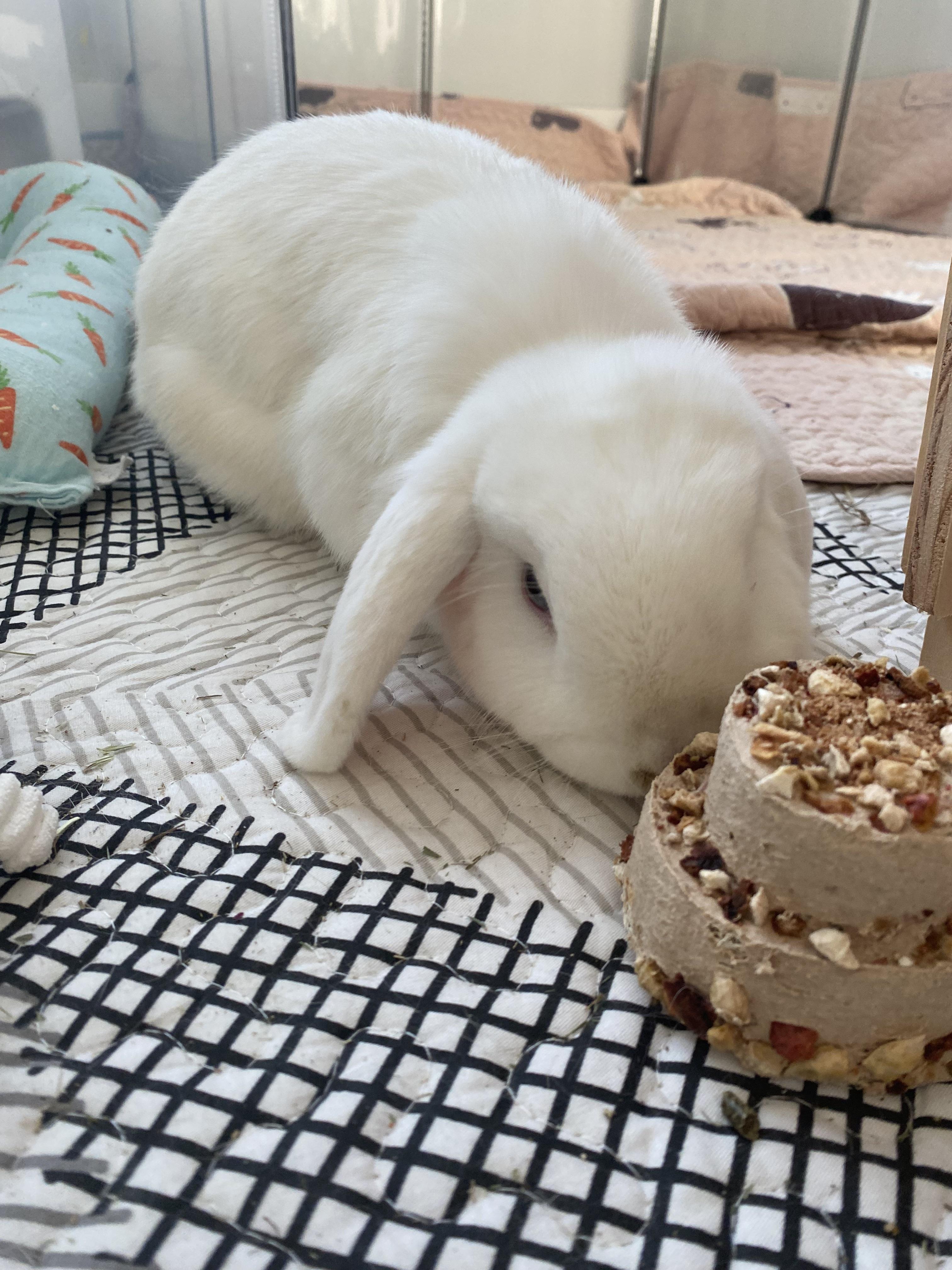 Brown and white bunny rabbits eating a tiered birthday treat cake on a patterned mat.