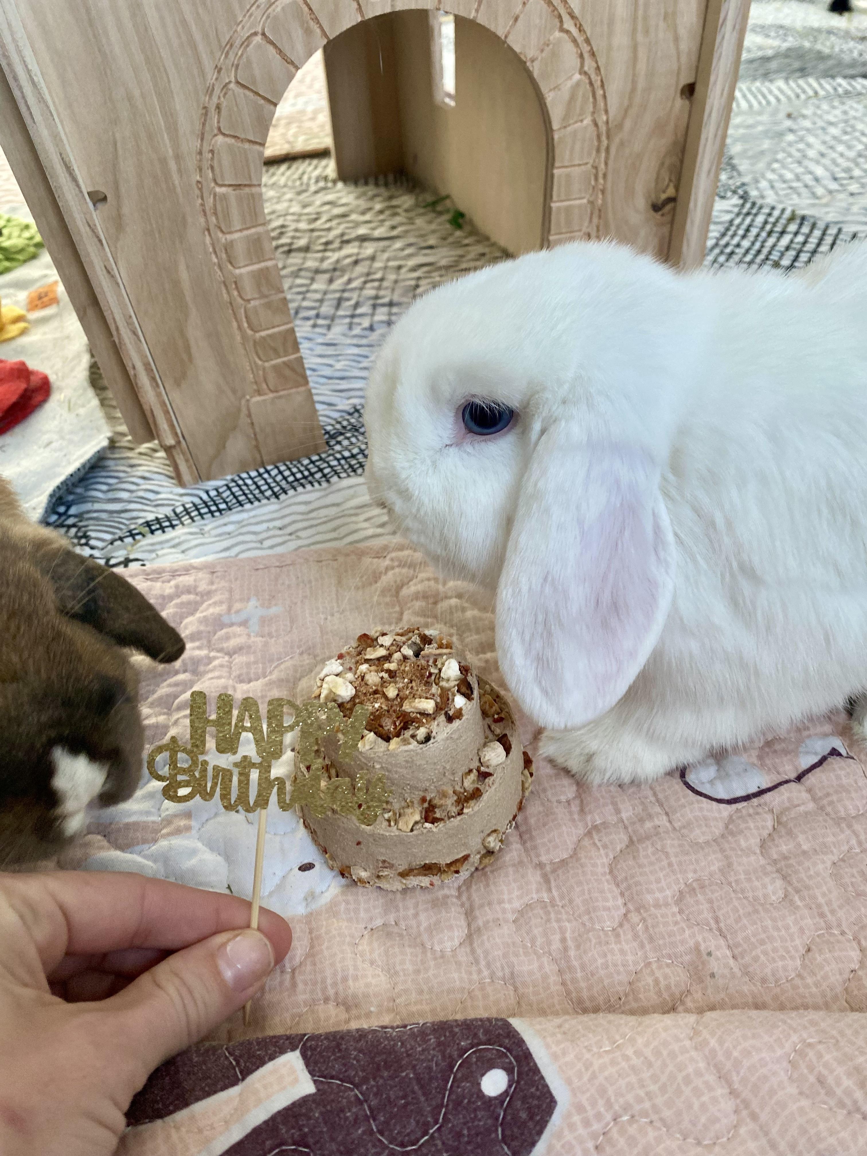 Brown and white bunny rabbits eating a tiered birthday treat cake on a patterned mat.