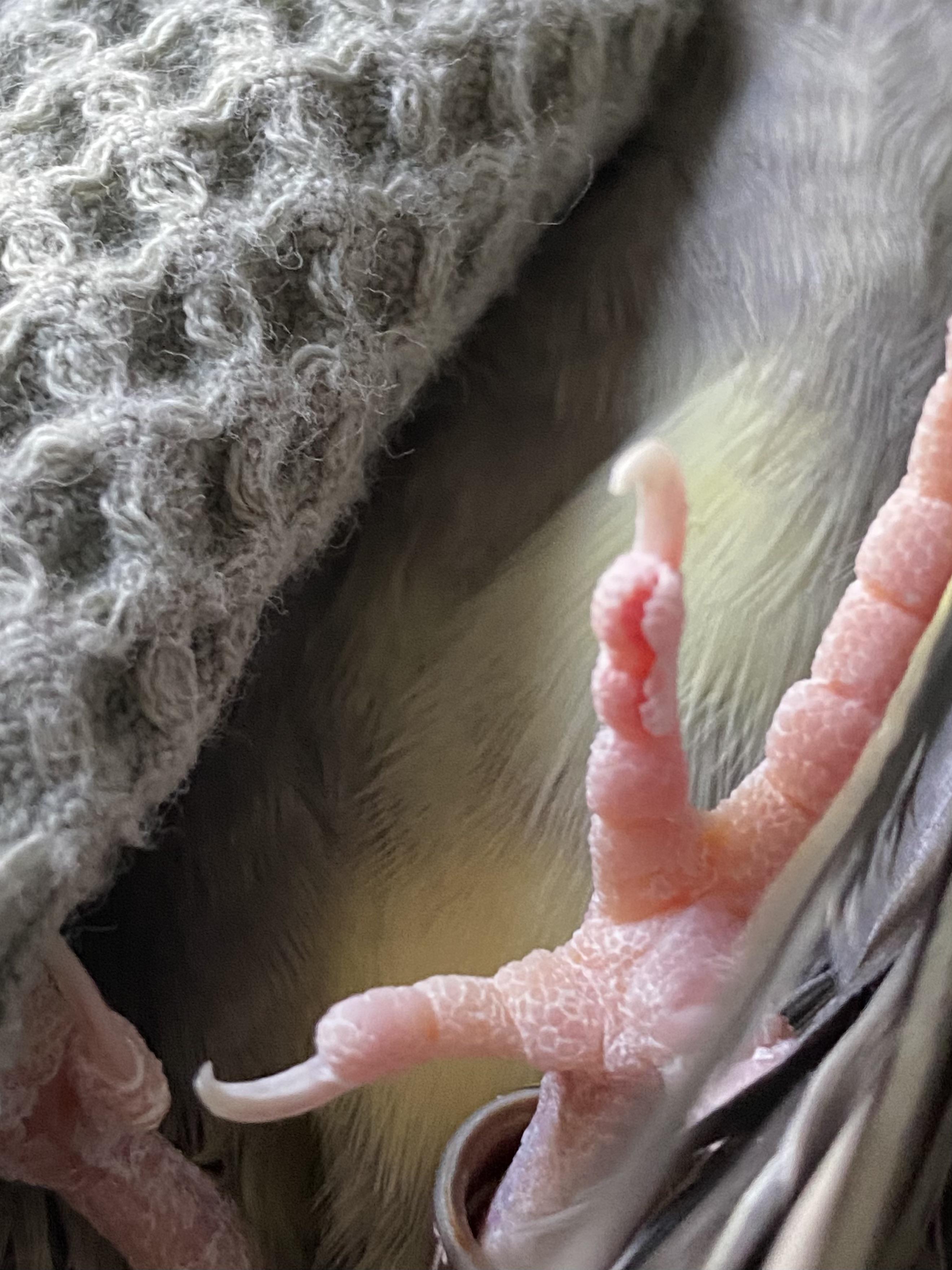 Close-up of a cinnamon cockatiel's pink scaly foot and grey feathers on grey fabric