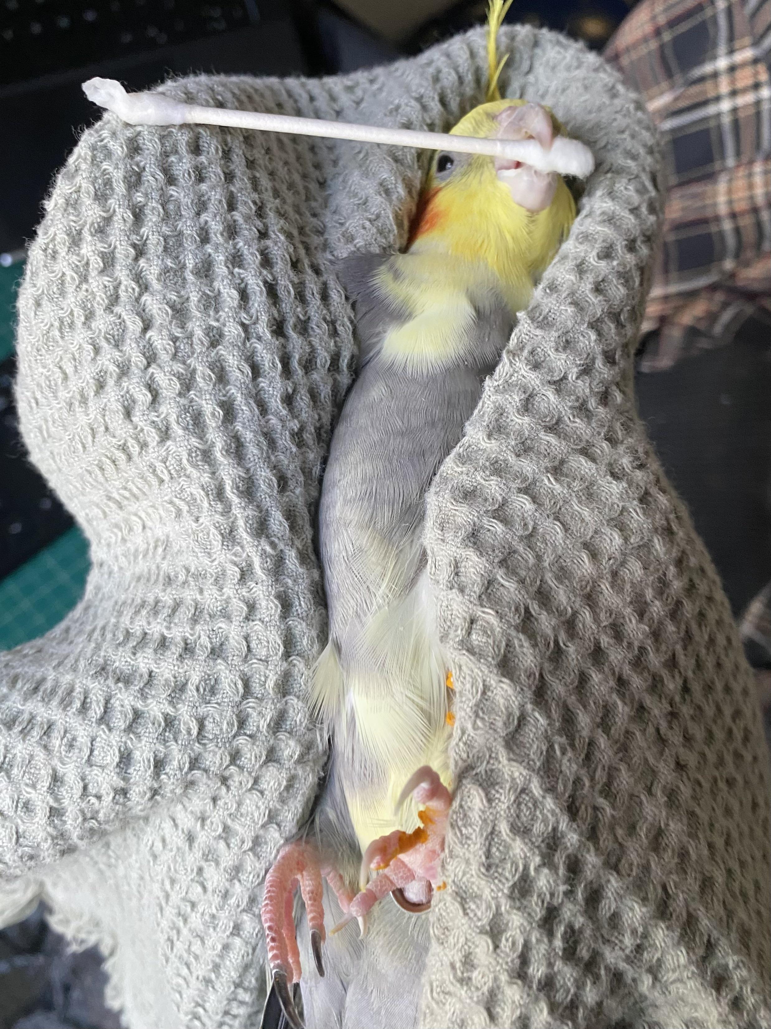 Close-up of a cinnamon cockatiel's pink scaly foot and grey feathers on grey fabric