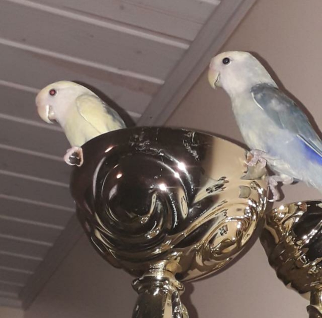 here are some of my pets i have 9 pets but i dont have pic of all (OC)