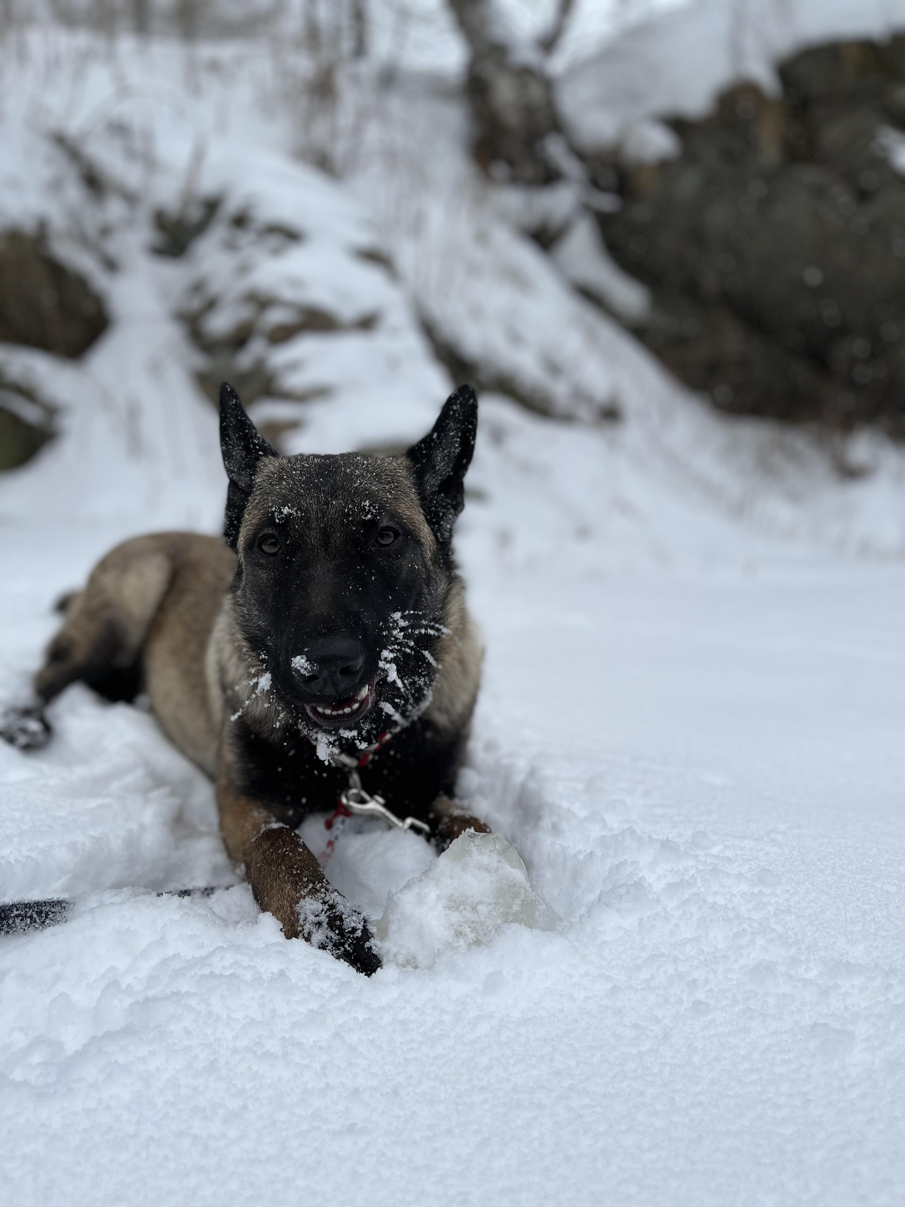 A cute Belgian Malinois dog lying in deep snow with snow on its muzzle