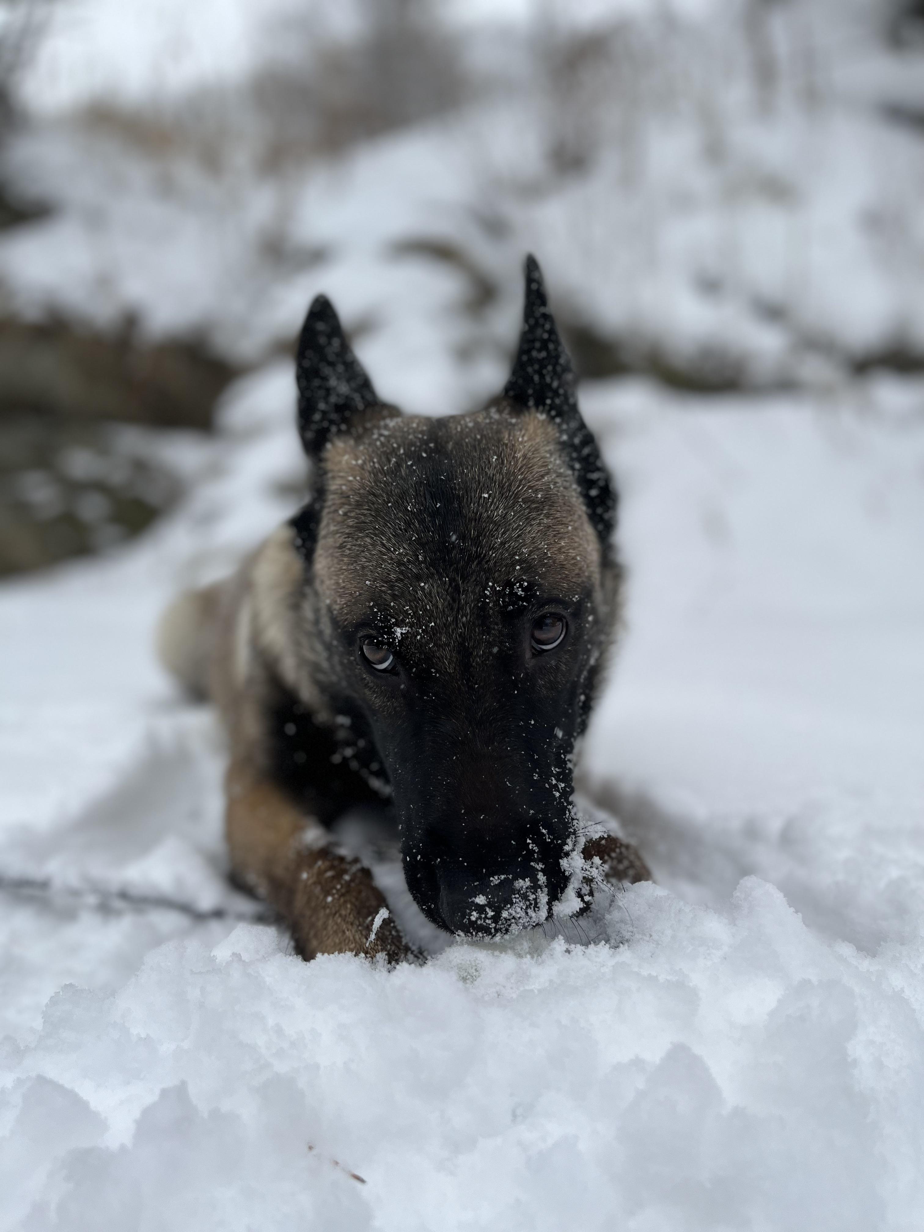 A cute Belgian Malinois dog lying in deep snow with snow on its muzzle