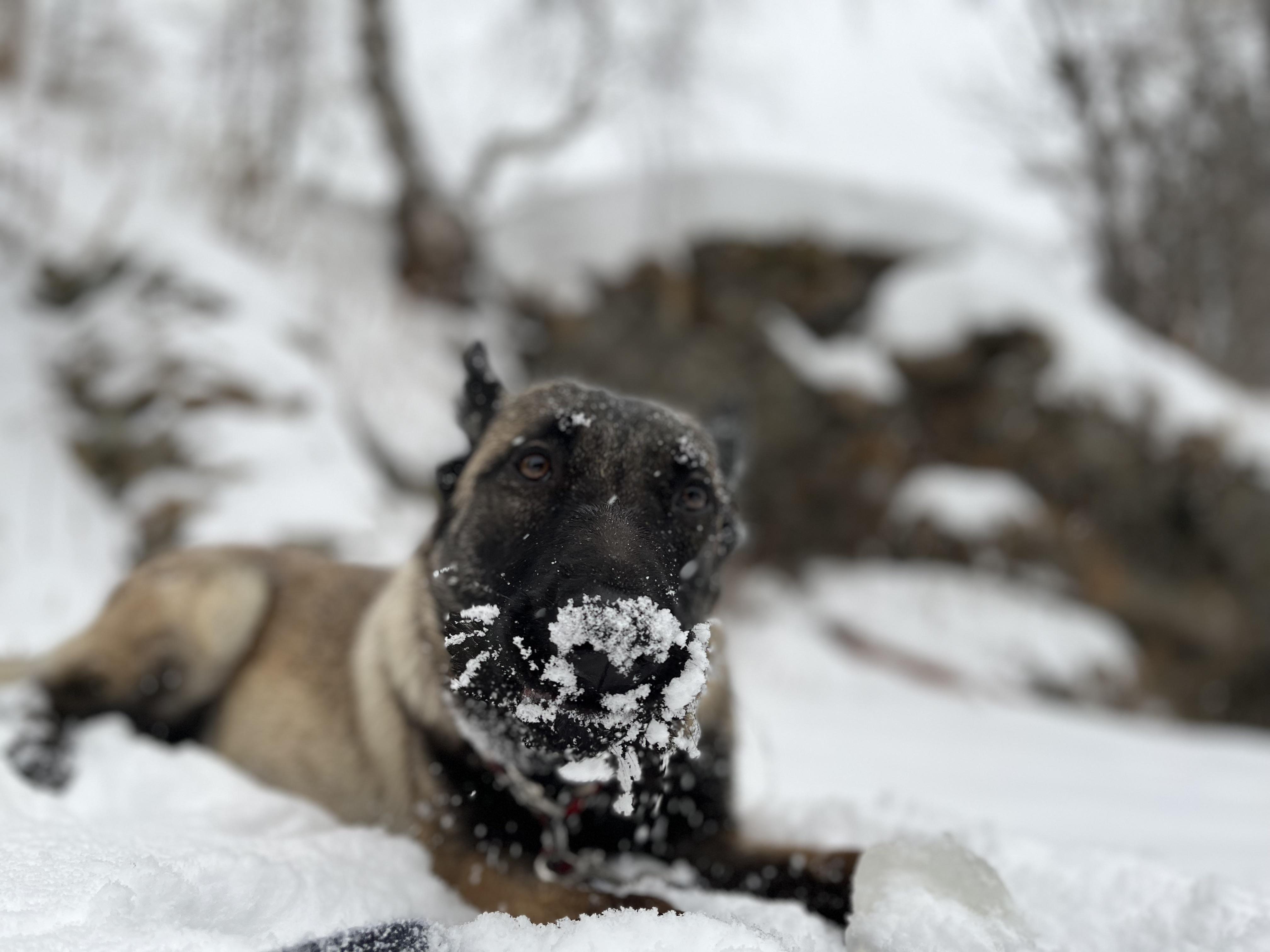 Someone’s enjoying the snow