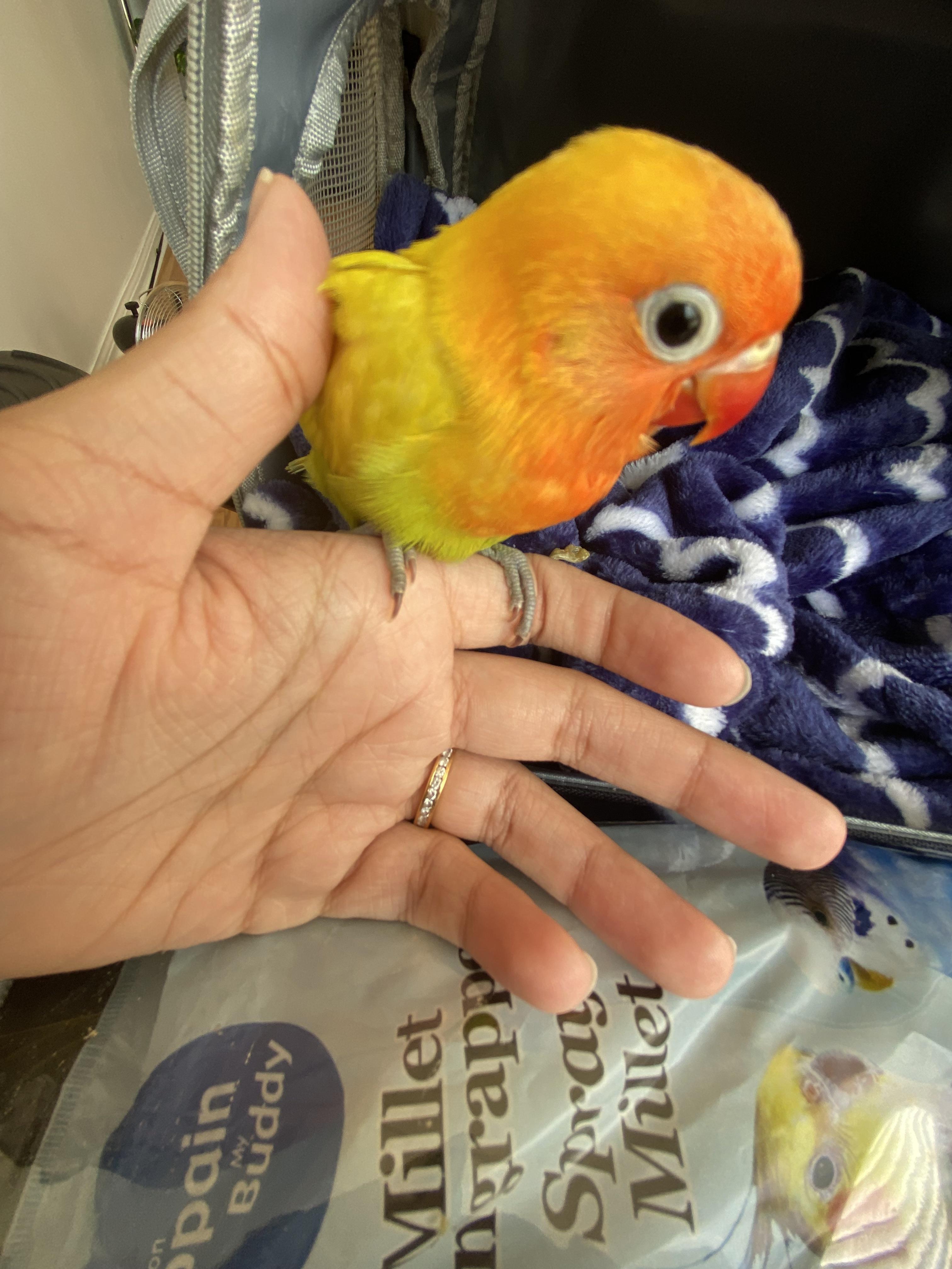 A cute baby cockatiel bird perched on a person's hand inside a pet carrier with millet spray.