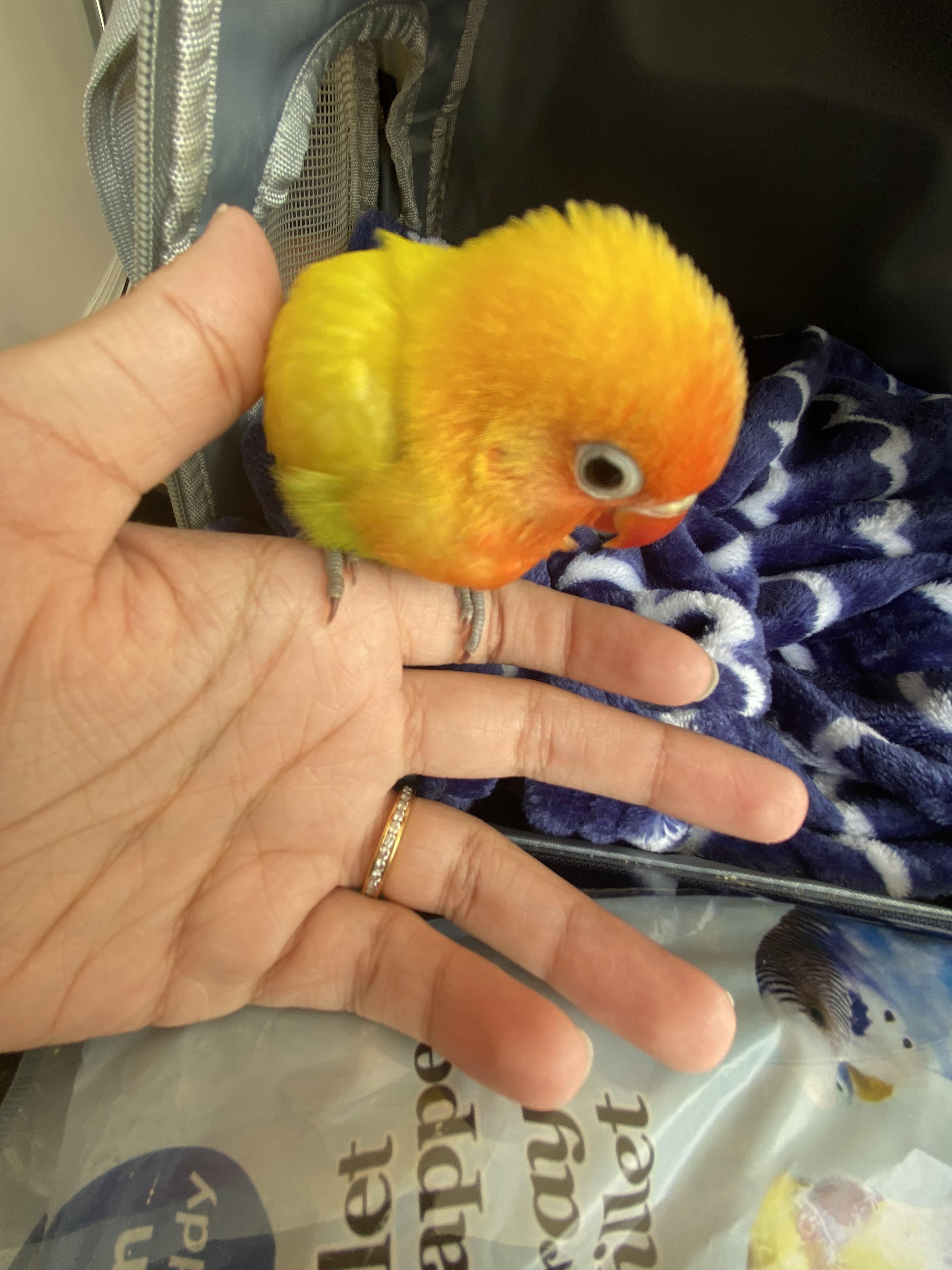 A cute baby cockatiel bird perched on a person's hand inside a pet carrier with millet spray.