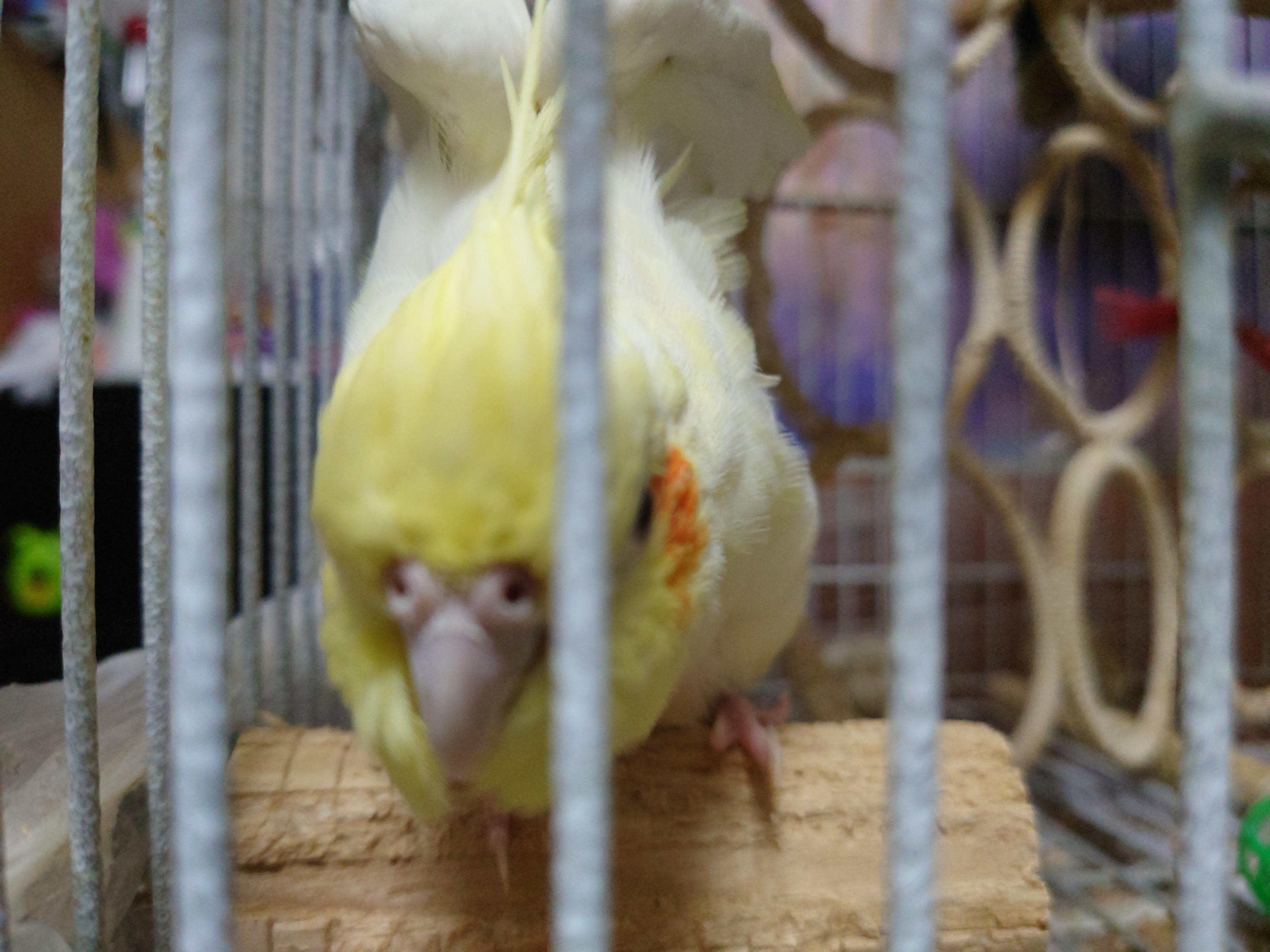 A cute yellow cockatiel with orange cheeks perched on a wooden block inside a bird cage
