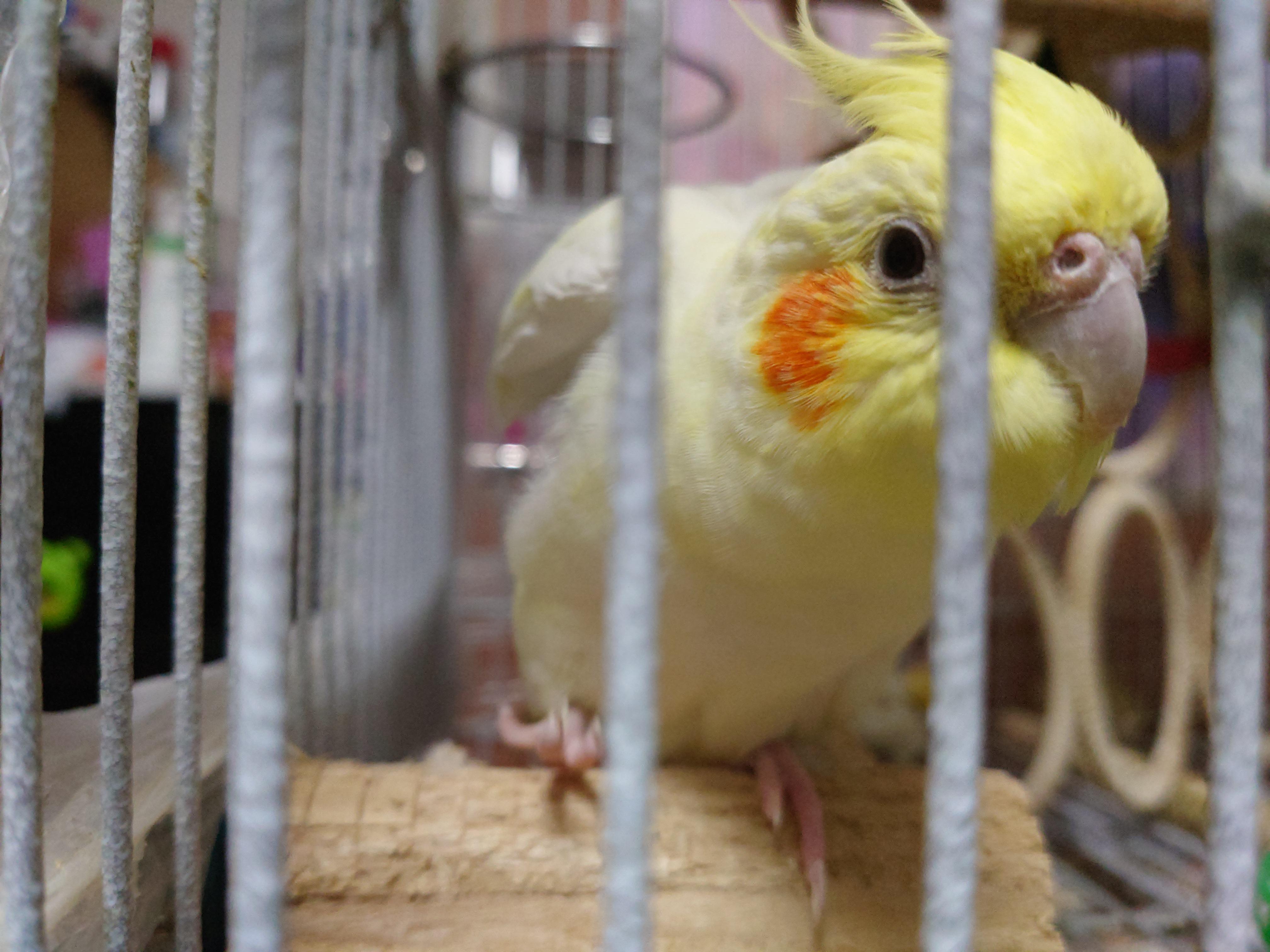 A cute yellow cockatiel with orange cheeks perched on a wooden block inside a bird cage
