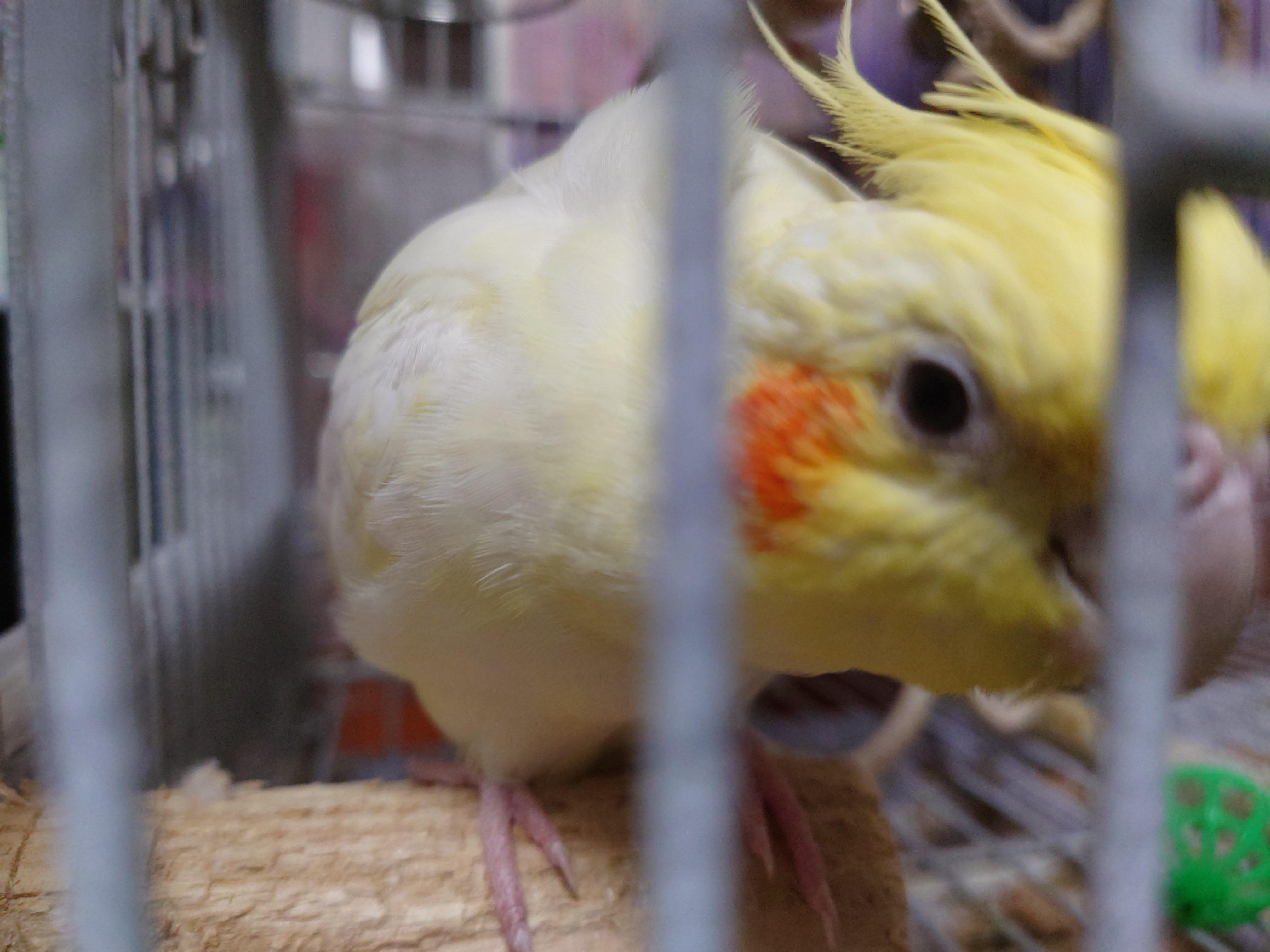 Tiel!