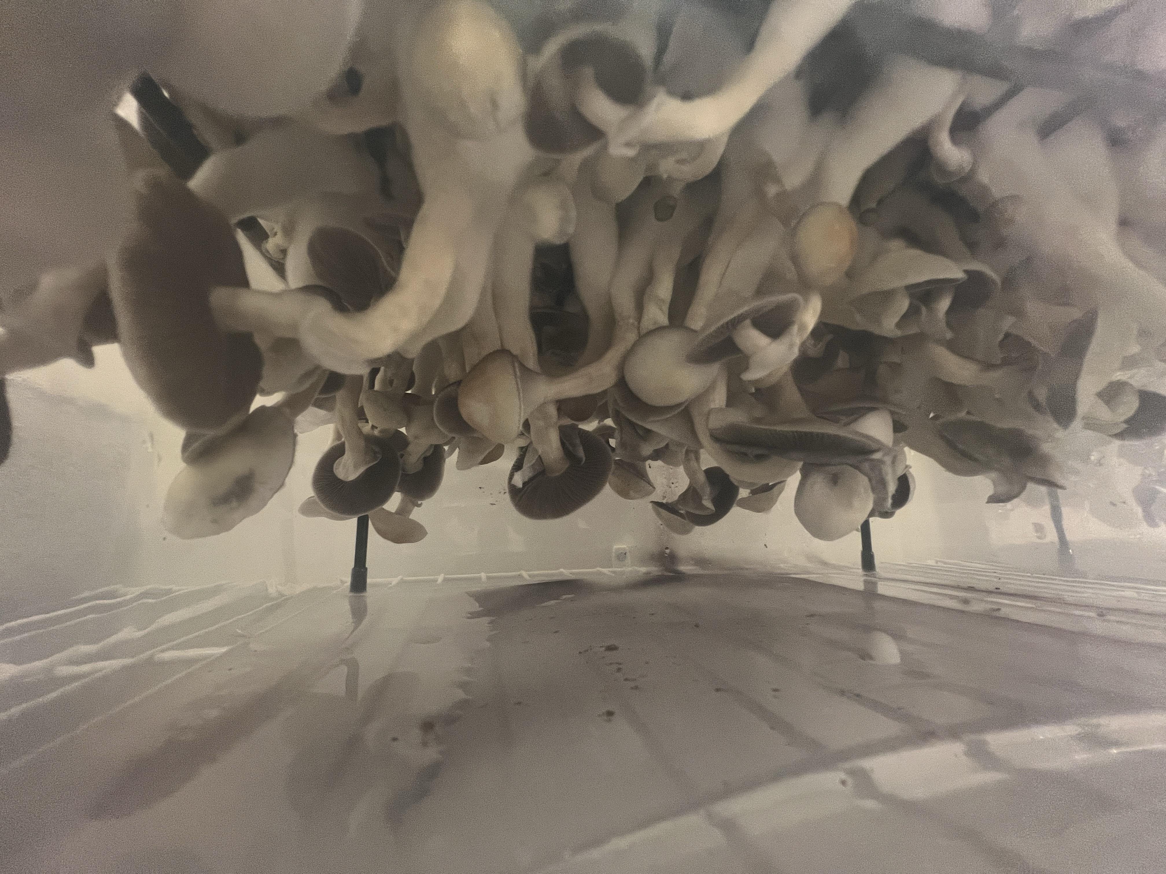 Cursed food close-up of mushrooms growing upside down in a mushroom grow room