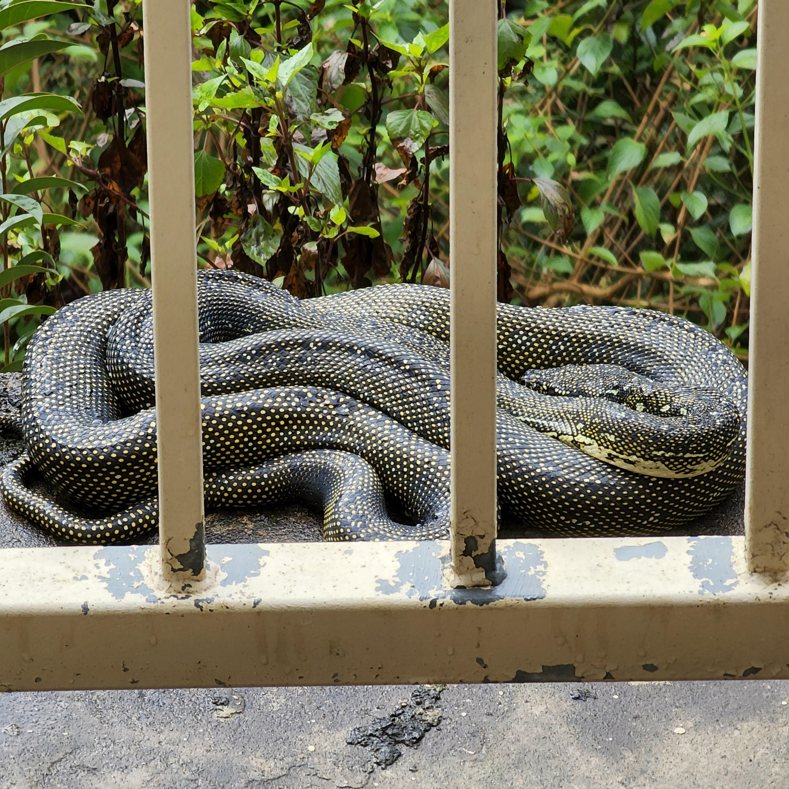 Sydney Diamond Python | Scrolller