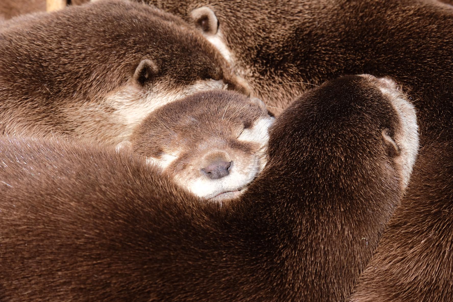 Otters at Five Sisters Zoo, Scotland