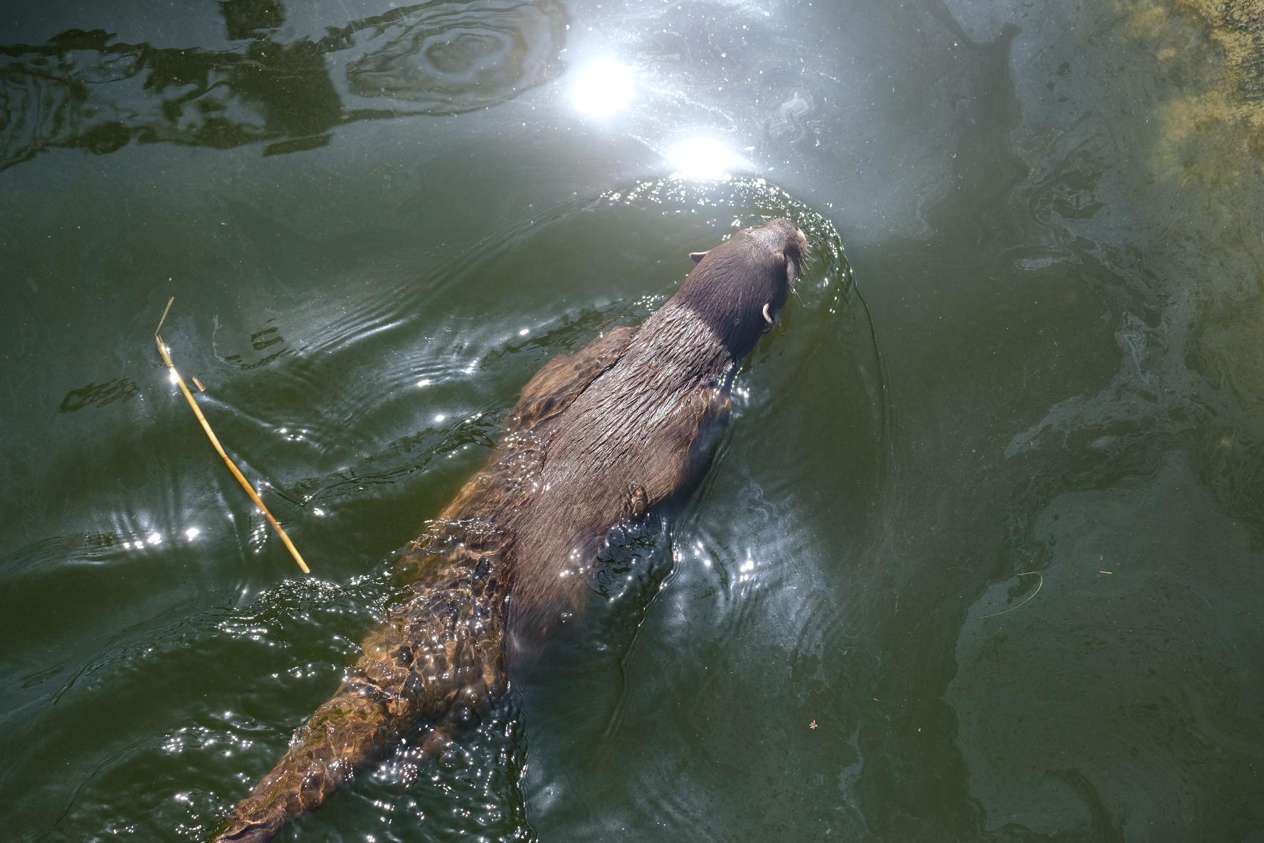 Otters swimming, resting, and yawning in a naturalistic enclosure at Five Sisters Zoo, Scotland.