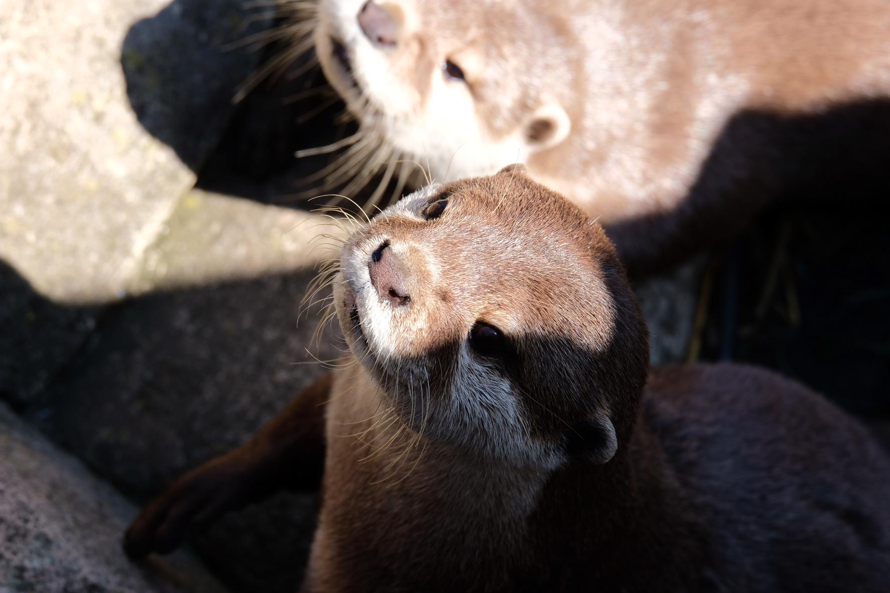 Otters swimming, resting, and yawning in a naturalistic enclosure at Five Sisters Zoo, Scotland.
