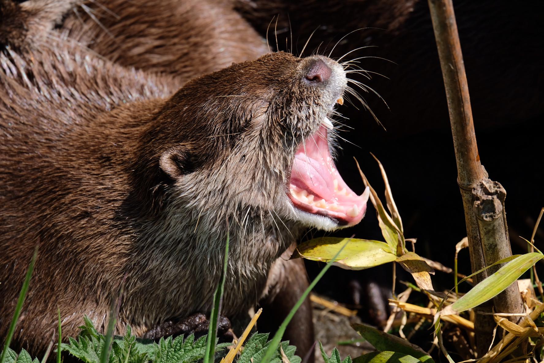 Otters swimming, resting, and yawning in a naturalistic enclosure at Five Sisters Zoo, Scotland.
