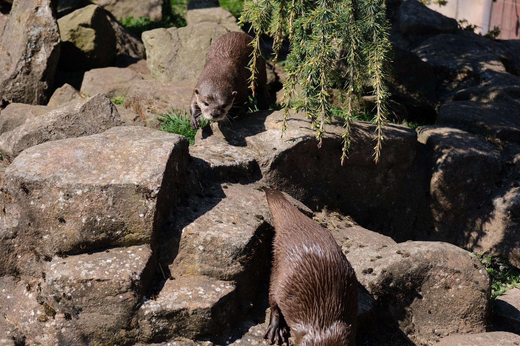 Otters swimming, resting, and yawning in a naturalistic enclosure at Five Sisters Zoo, Scotland.