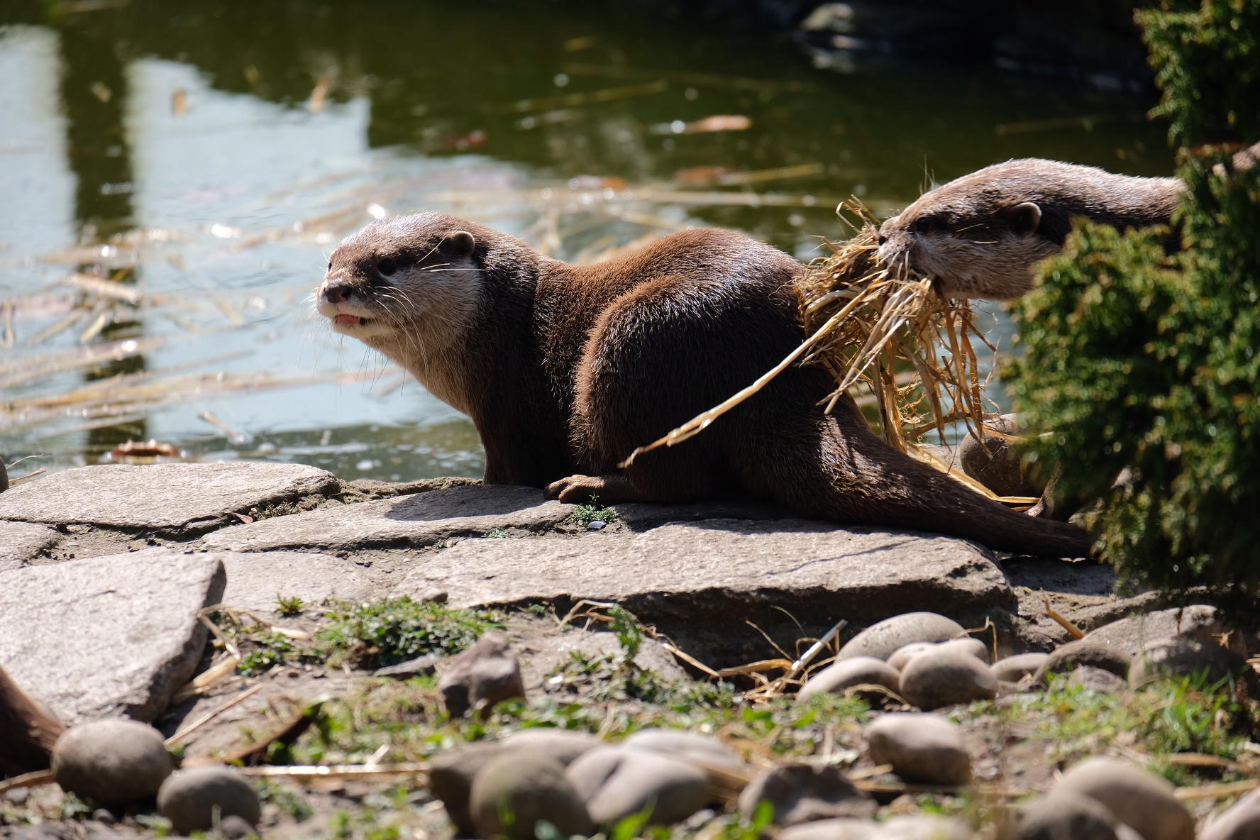 Otters swimming, resting, and yawning in a naturalistic enclosure at Five Sisters Zoo, Scotland.