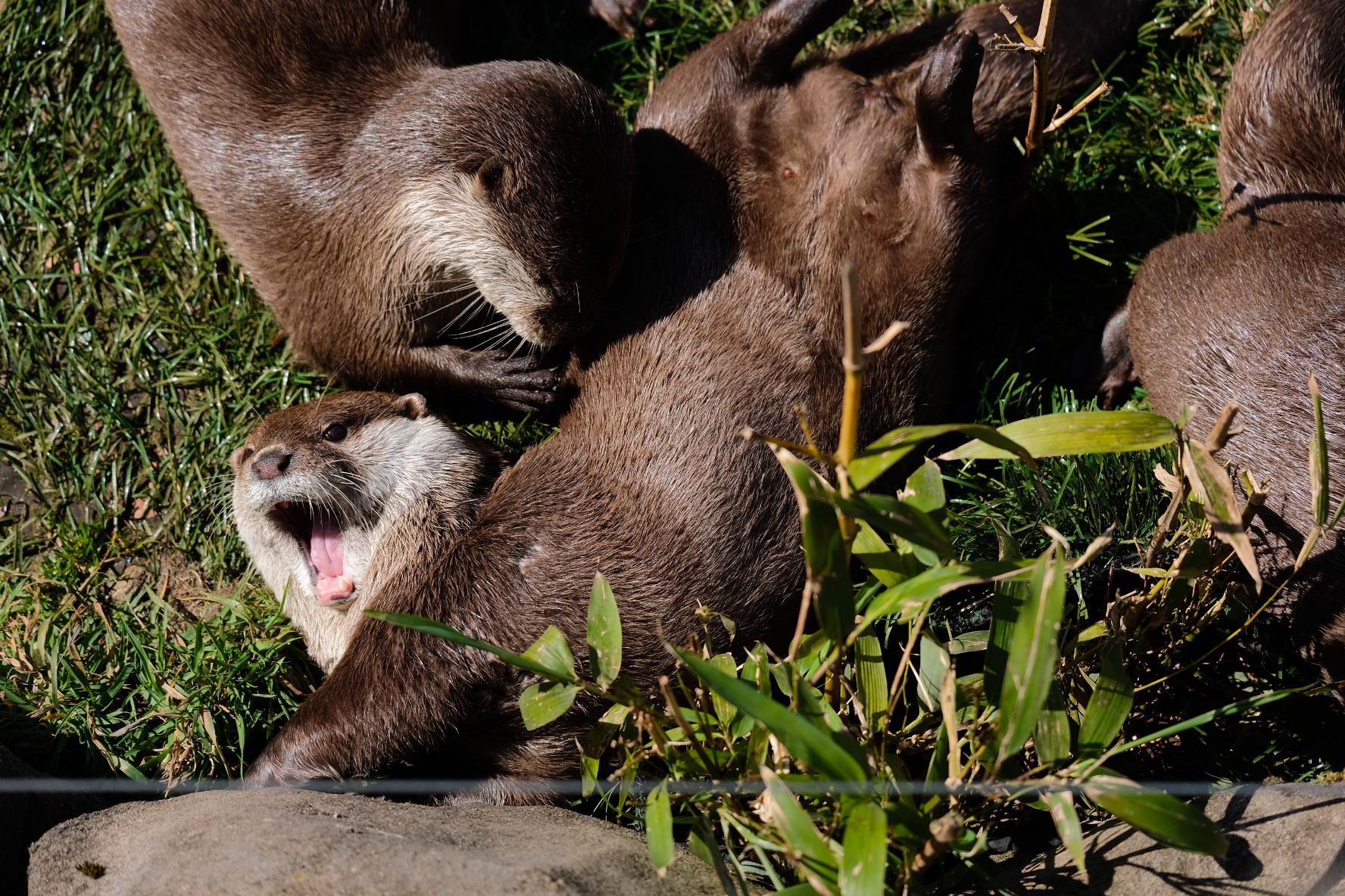 Otters swimming, resting, and yawning in a naturalistic enclosure at Five Sisters Zoo, Scotland.
