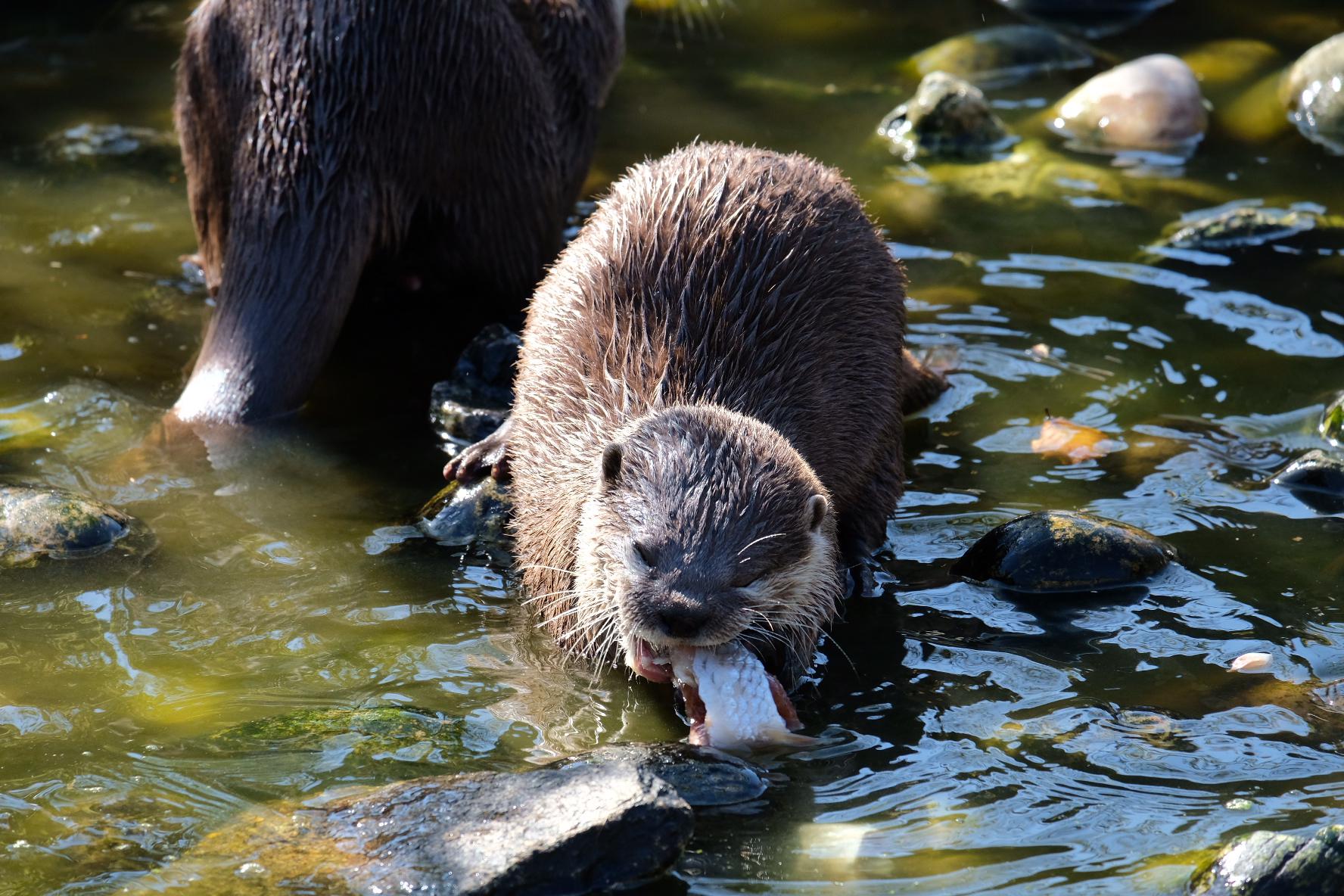 Otters swimming, resting, and yawning in a naturalistic enclosure at Five Sisters Zoo, Scotland.