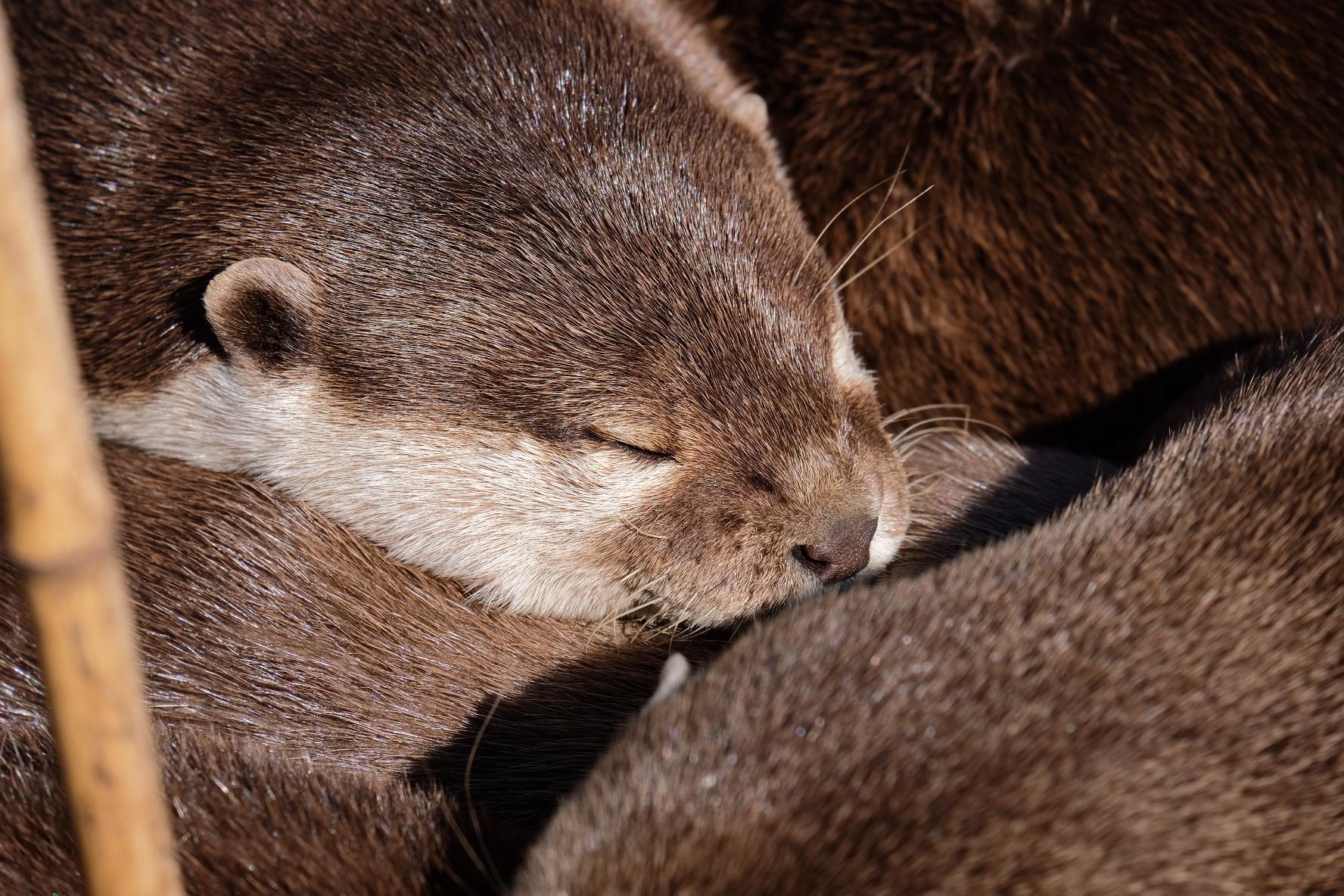 Otters swimming, resting, and yawning in a naturalistic enclosure at Five Sisters Zoo, Scotland.