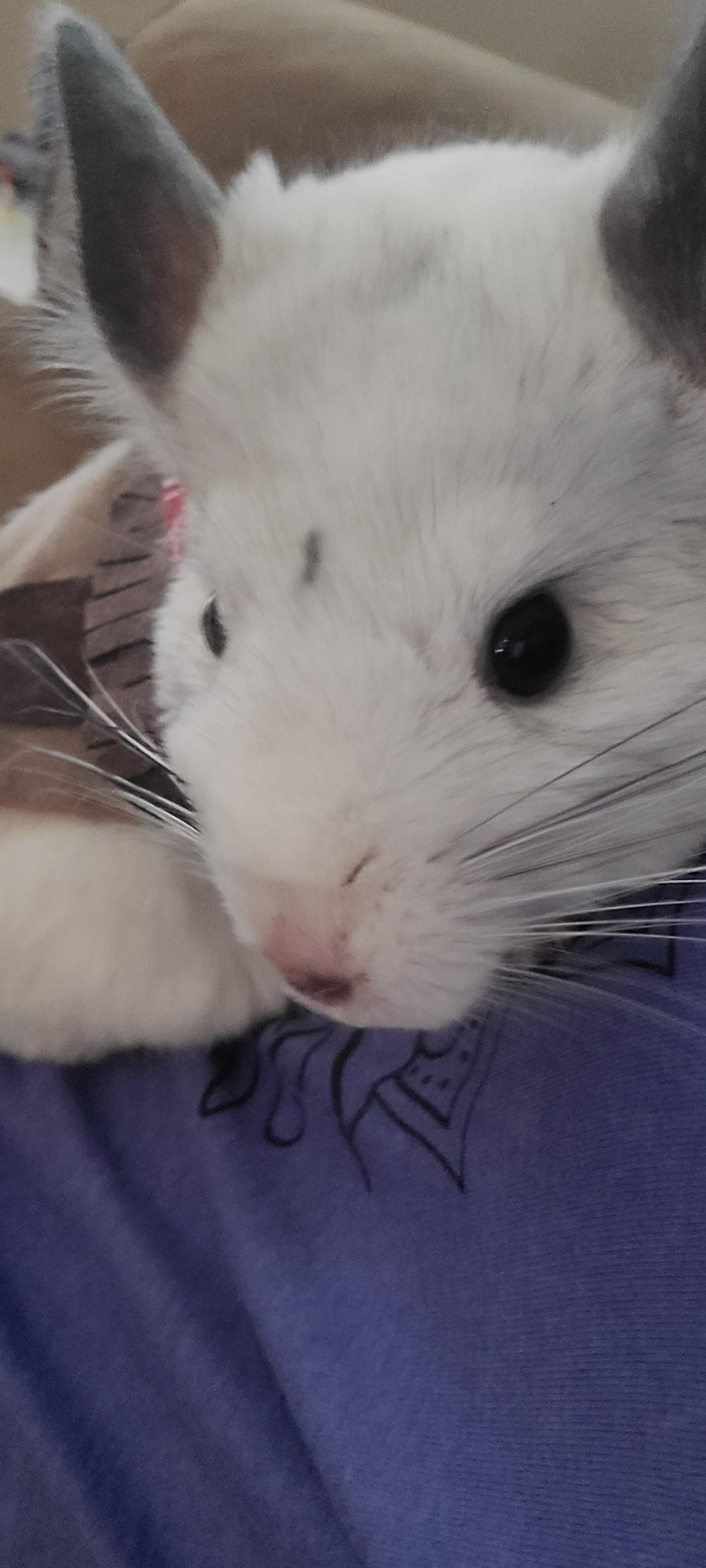 Cute chinchilla wearing a small brown vest and red bandana, held by a person in a blue t-shirt with a forearm tattoo.
