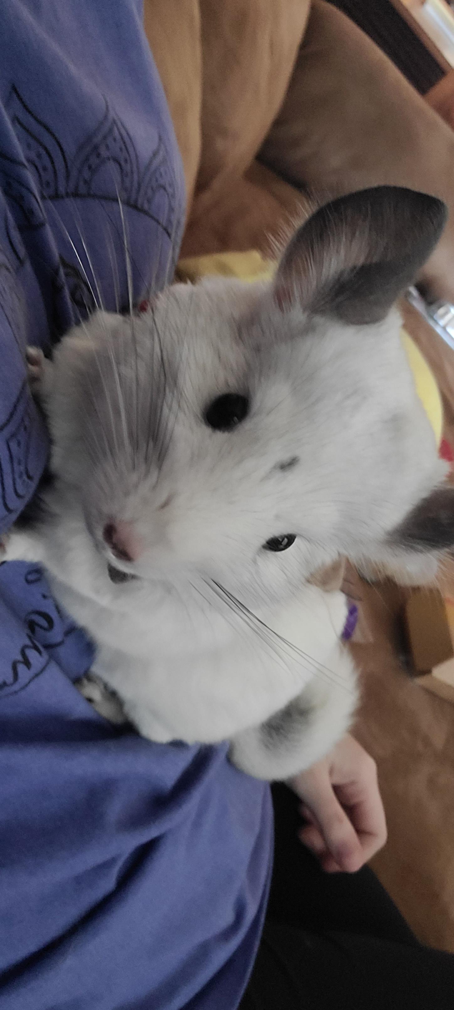 Cute chinchilla wearing a small brown vest and red bandana, held by a person in a blue t-shirt with a forearm tattoo.