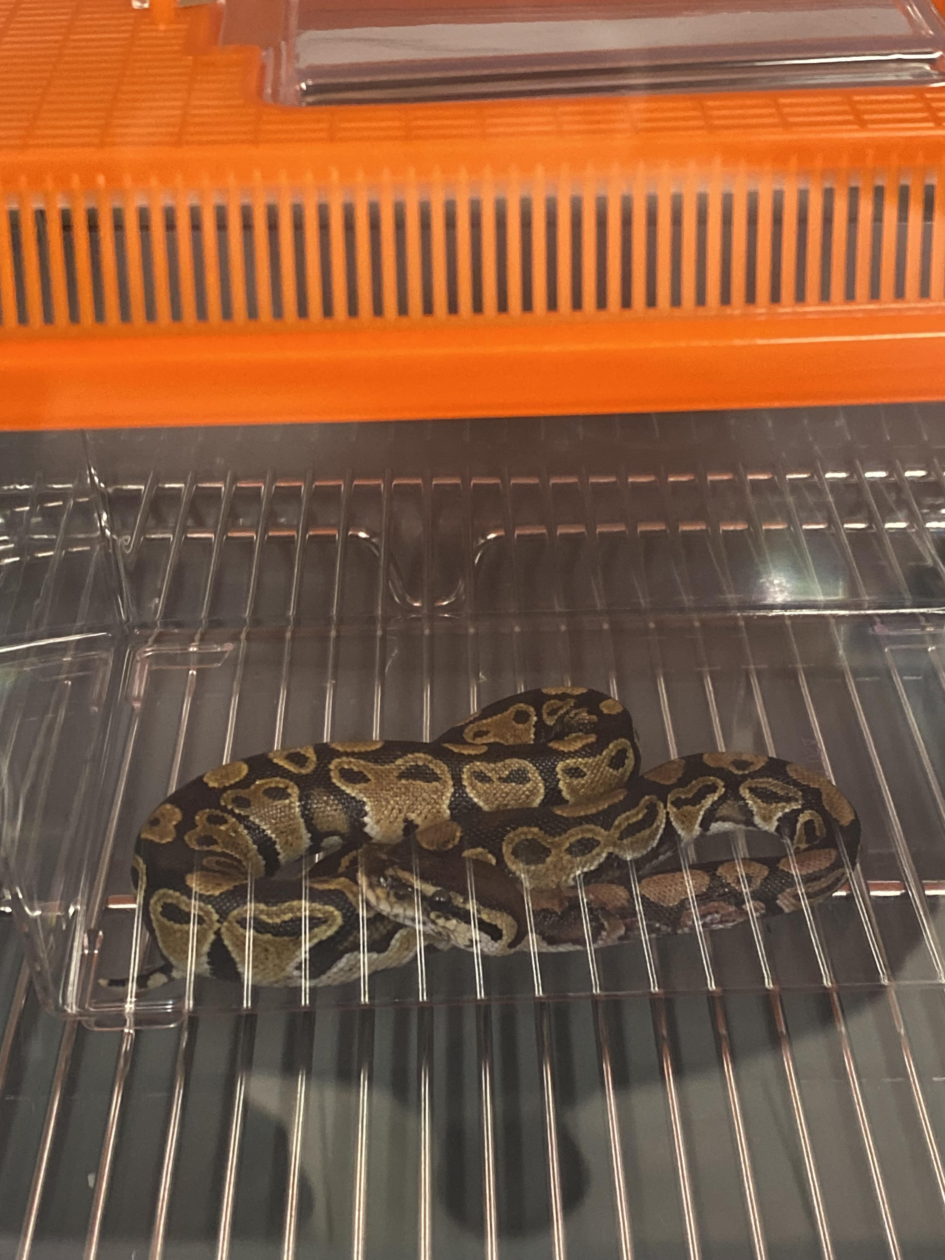 Ball Python skin tear advice