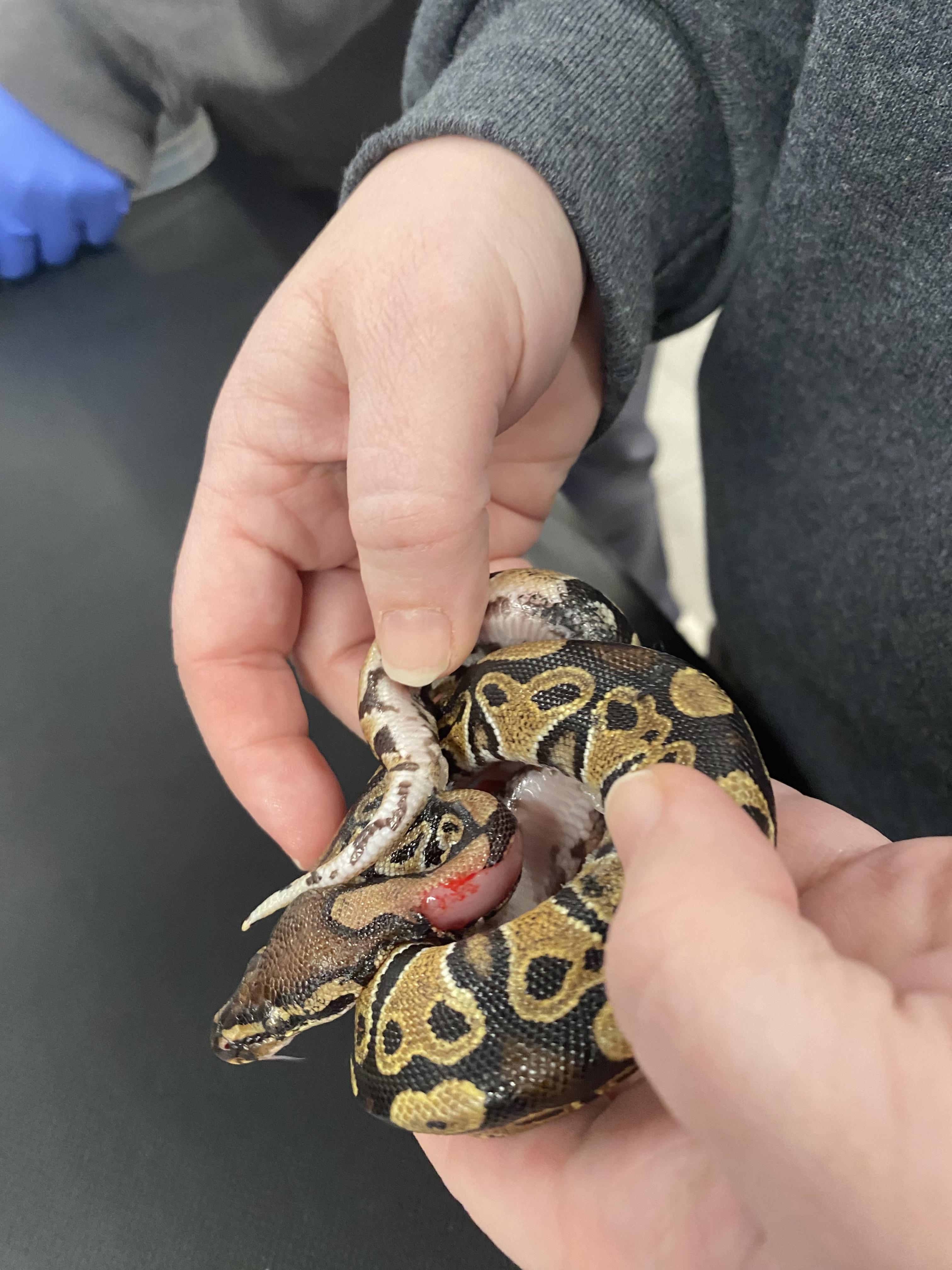A slim white man in a grey wool sweater holding and examining a brown ball python snake.