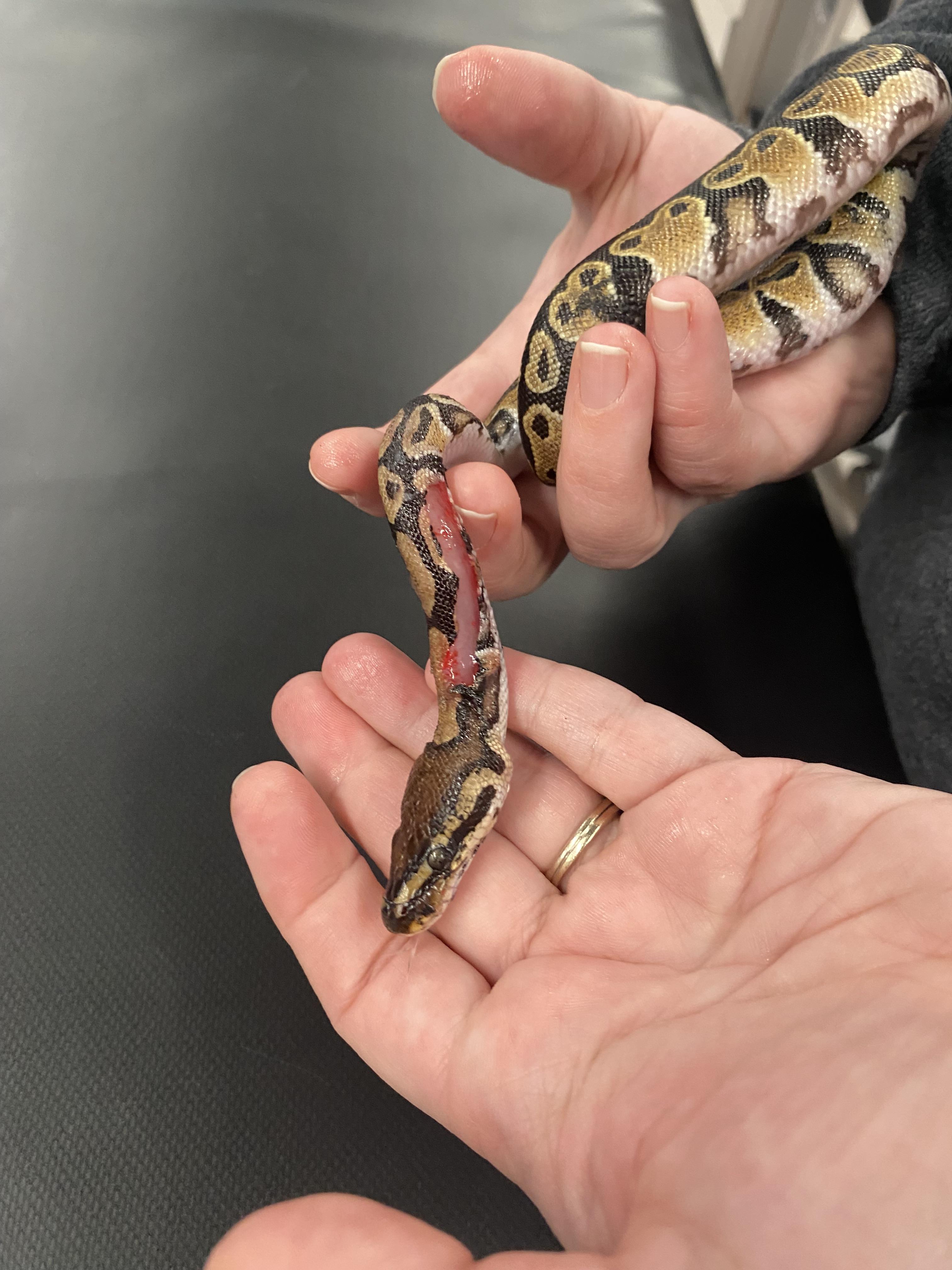 A slim white man in a grey wool sweater holding and examining a brown ball python snake.