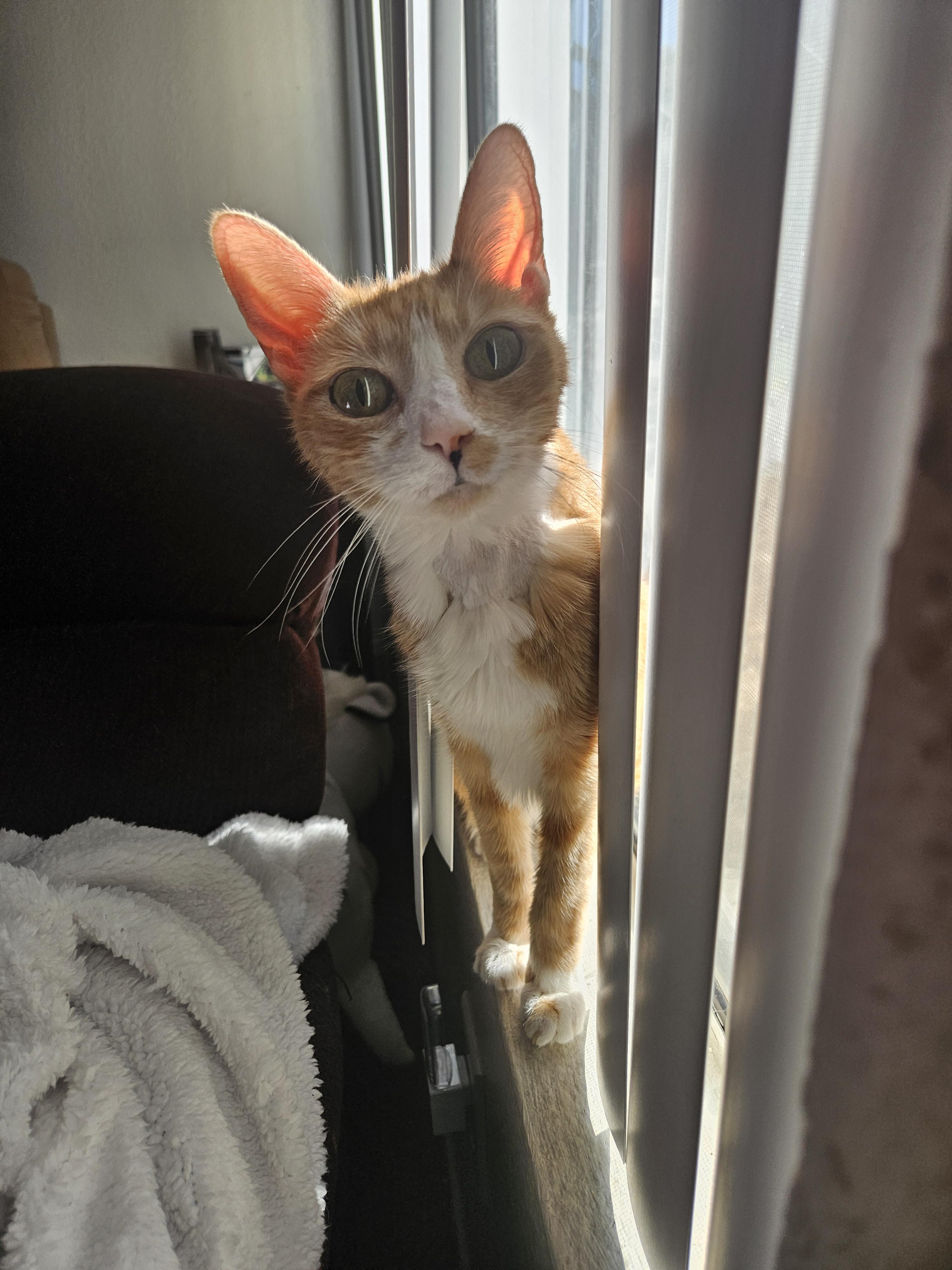 Daffodil is settling in! | Scrolller