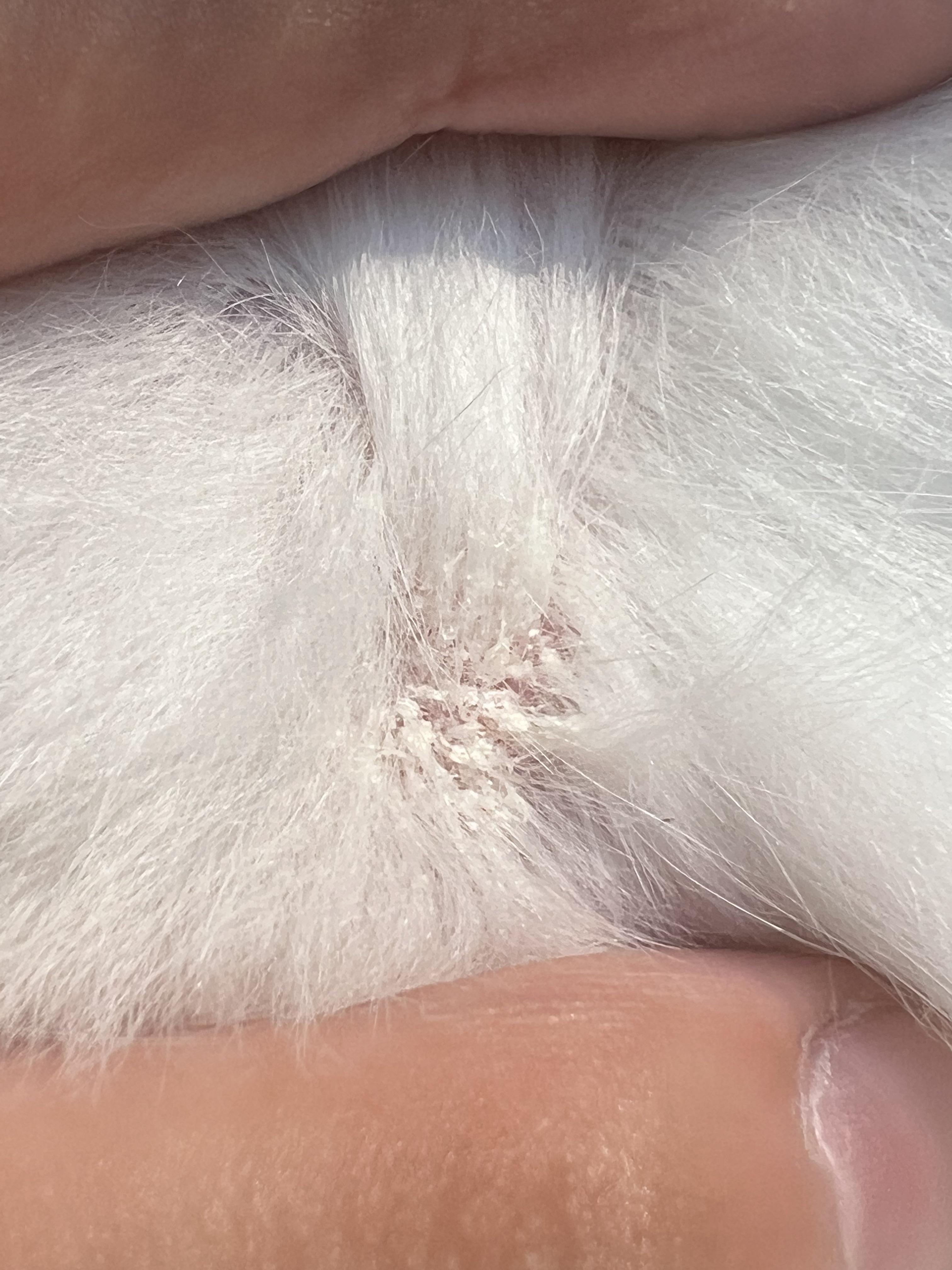 Fingers parting the white fur of a cute rabbit to reveal a small, crusty skin lesion on fair skin.