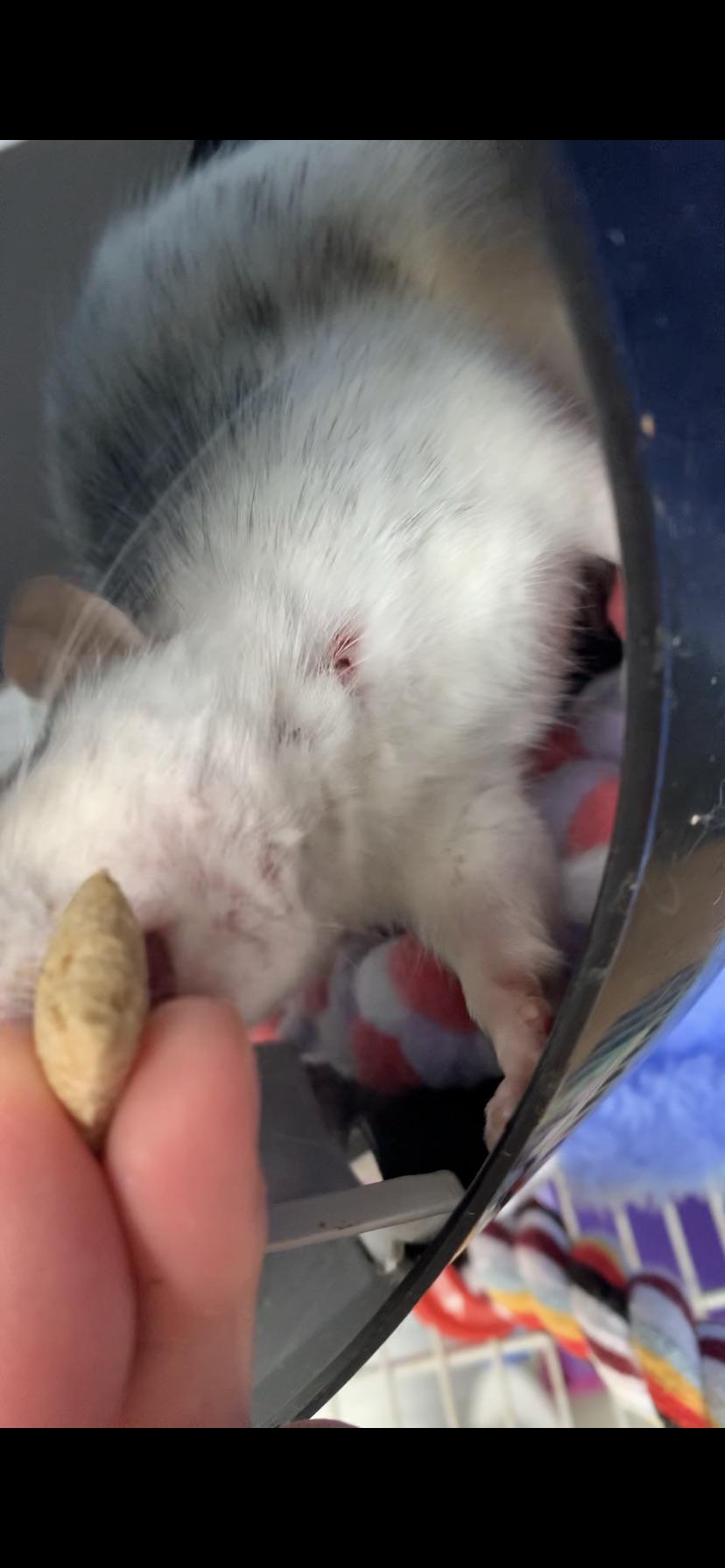 A person feeding a small white and grey pet rat inside a plastic carrier.