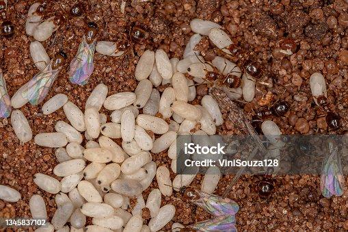 Rice grain vs ant pupae | Scrolller