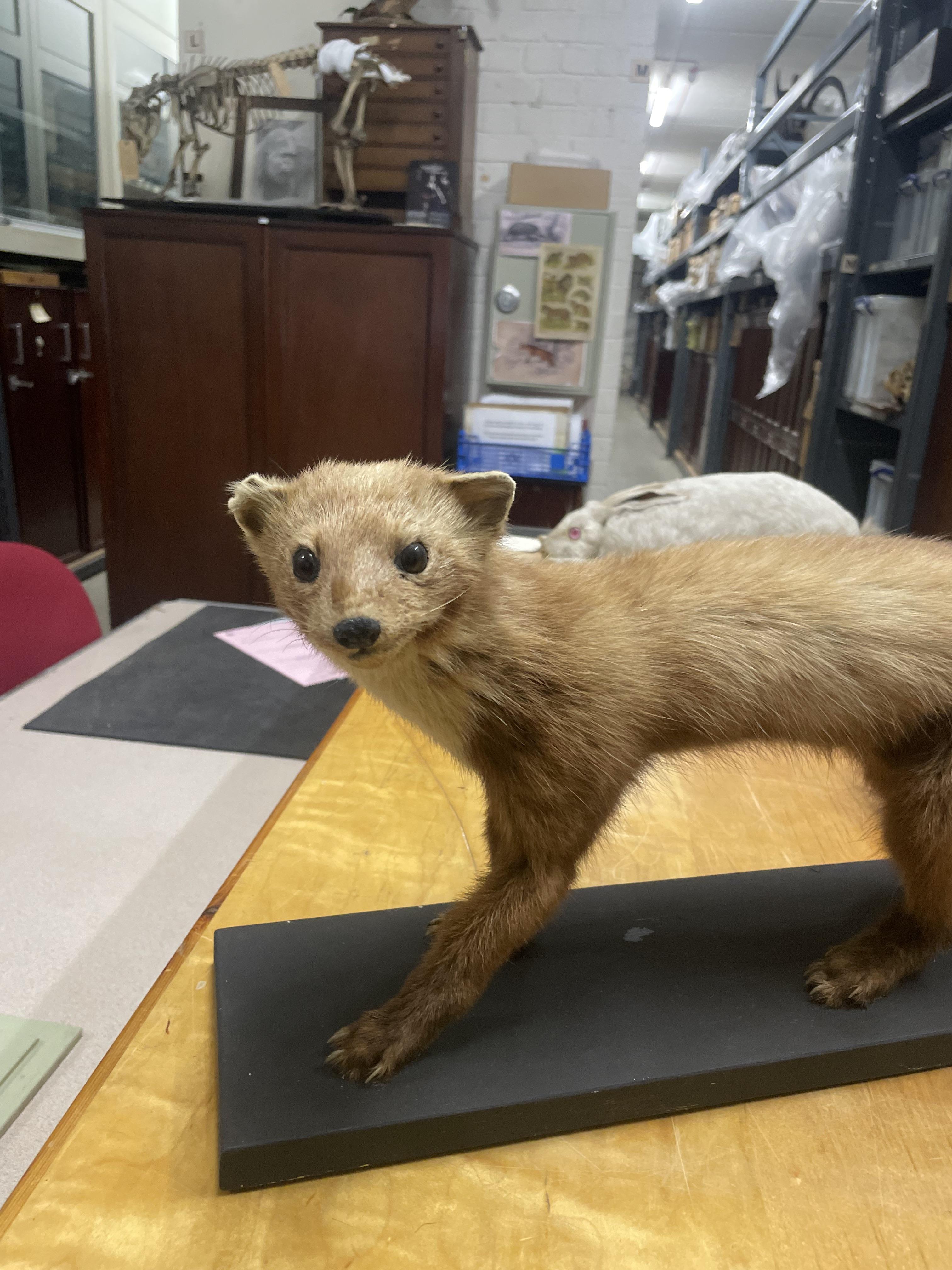 mustelids