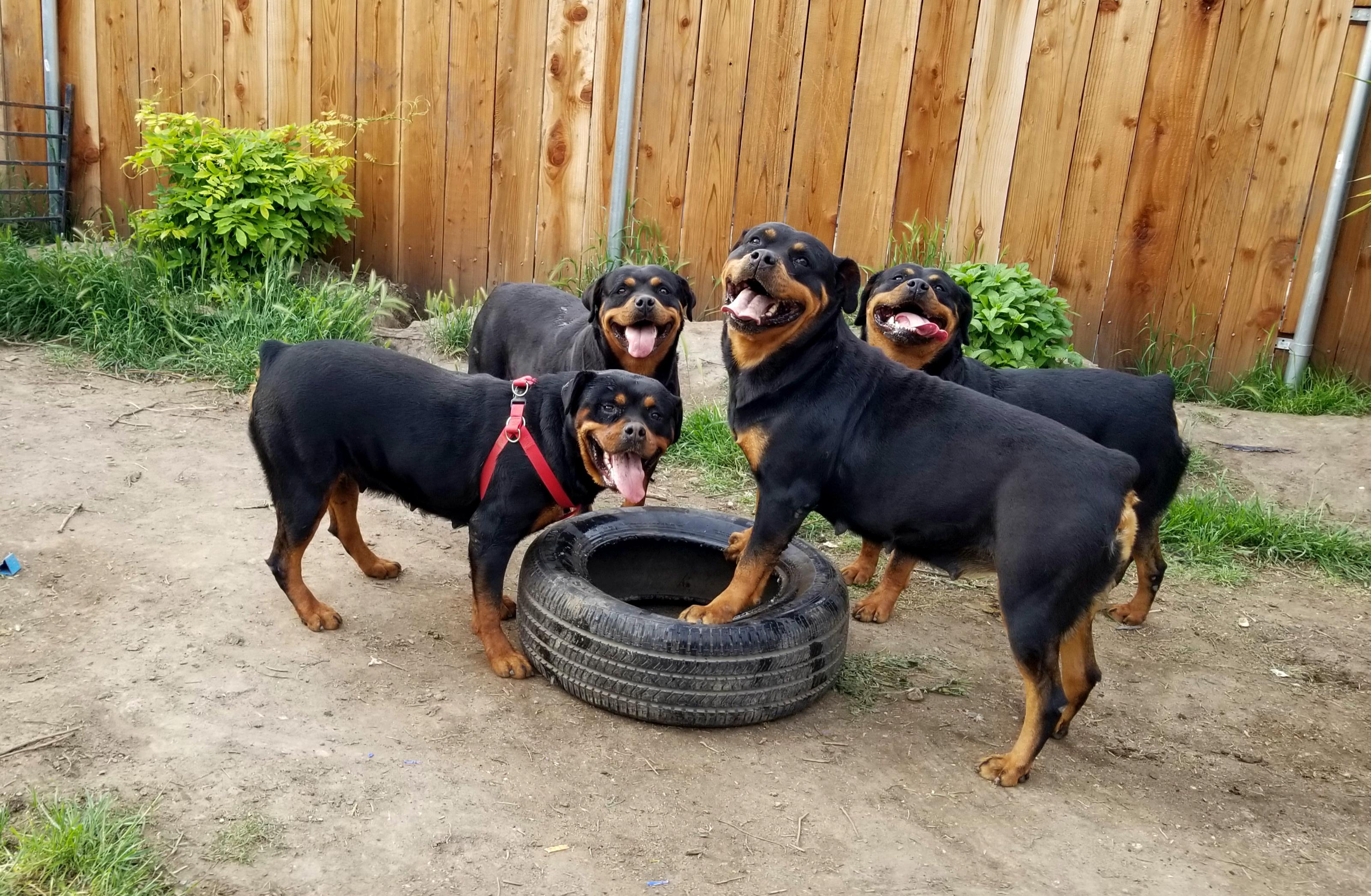 Four black and tan Rottweilers playing with a tire in a backyard with a wooden fence