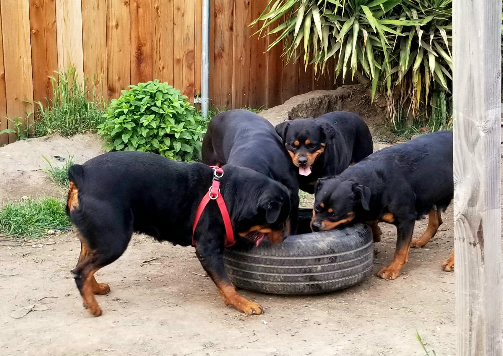 the girls and their tire!💪🏾💪🏾